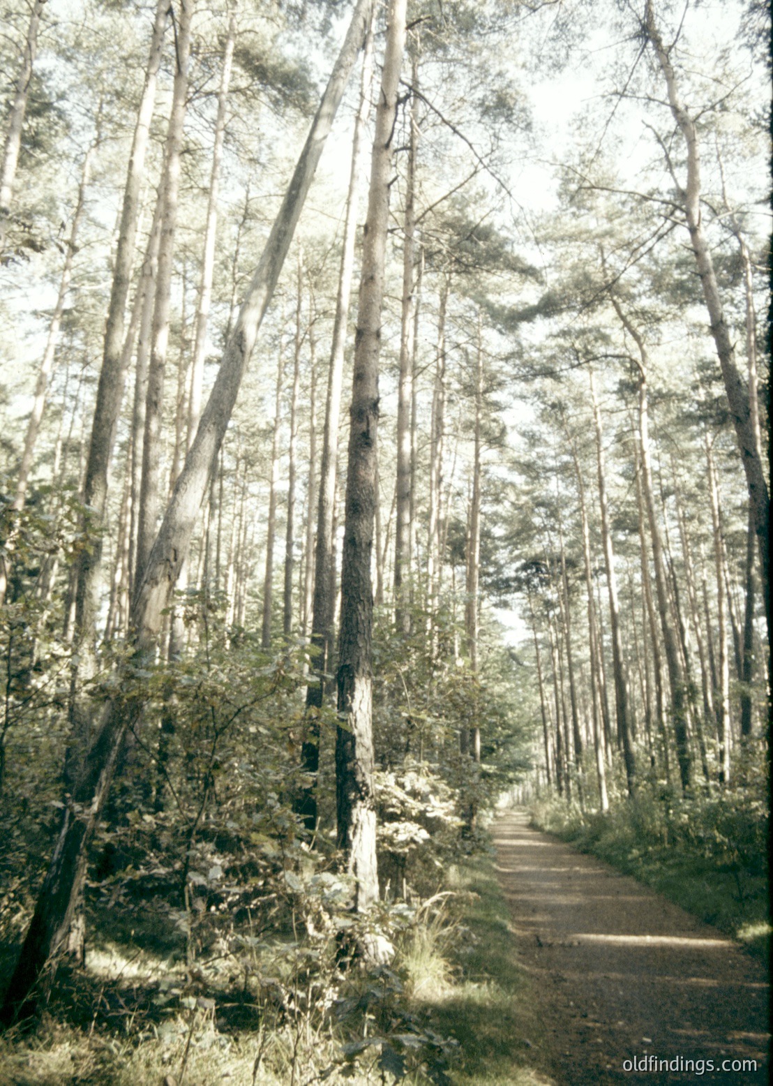 Tall, mature coniferous forest with a narrow, sunlit dirt path winding through dense pine trees. Trunks exhibit bark texture typical of older growth. Overcast lighting enhances the serene, natural atmosphere.