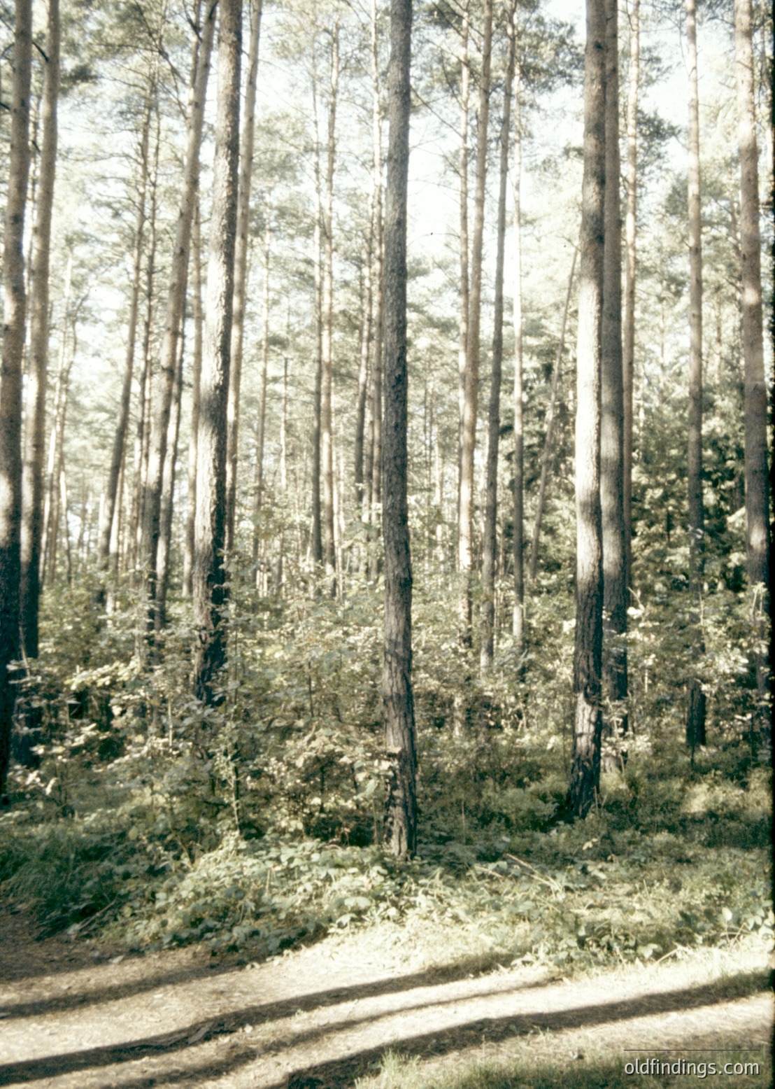 Tall, dense coniferous forest with sunlit trunks and dappled undergrowth; narrow gravel path winding through the trees.