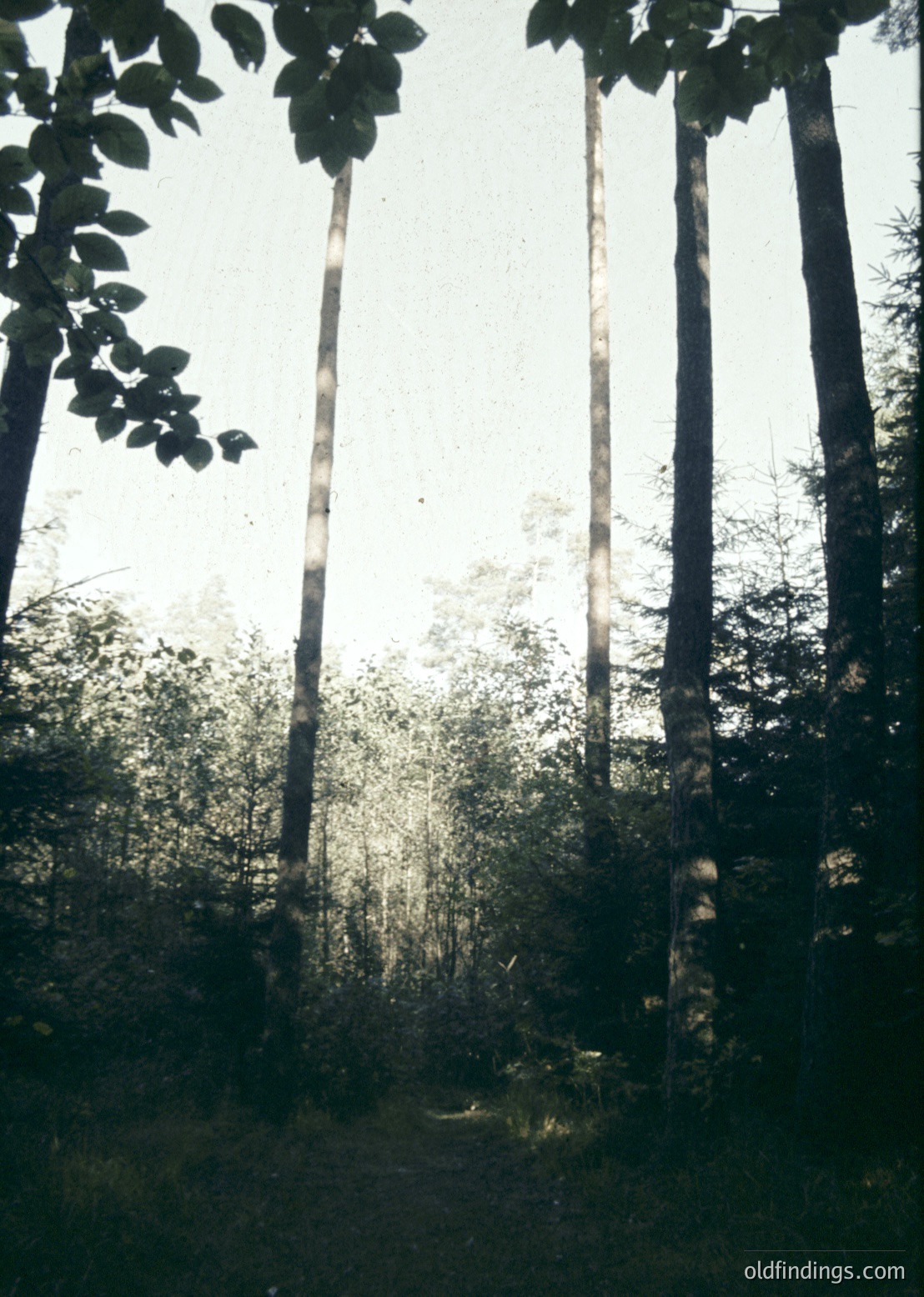 Tall, sunlit coniferous trees framing a forest pathway, bathed in dappled light. Dense foliage and vertical trunks dominate the scene, creating a serene, natural corridor. Likely a temperate forest, possibly European or North American.