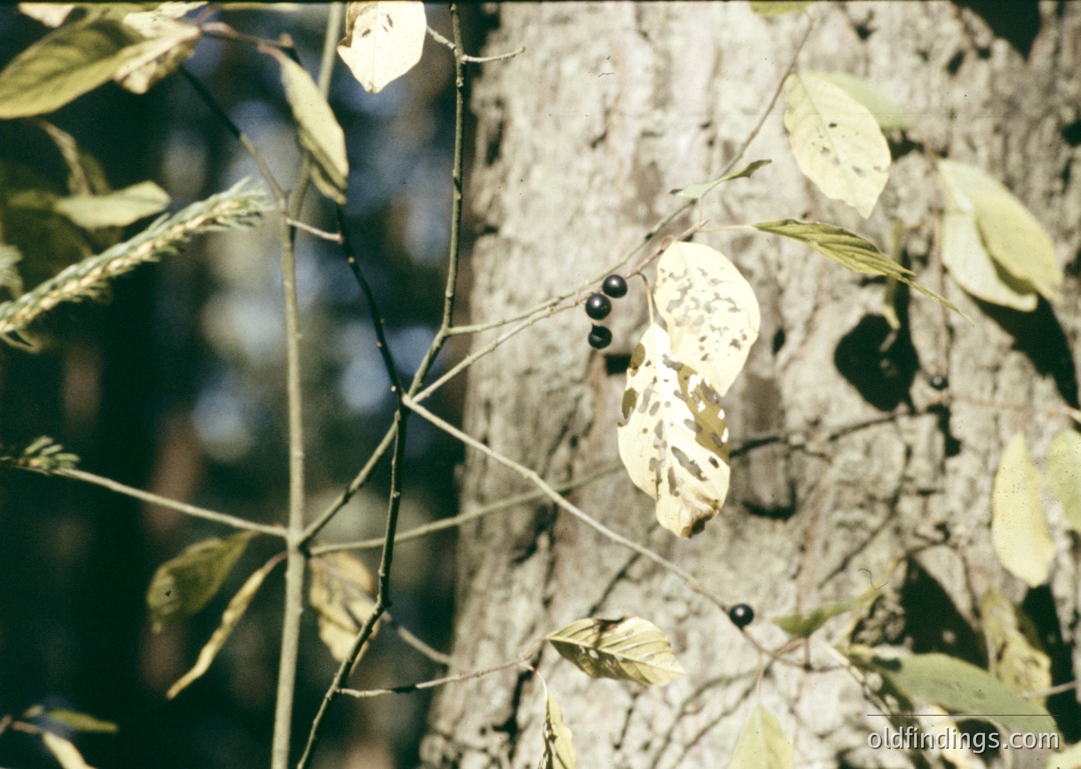 Close-up of a **blackberry bush** with ripe berries and partially shed leaves, captured in soft focus. The sepals remain attached, indicating early harvest stage. Natural lighting suggests outdoor setting, likely a garden or wild landscape.