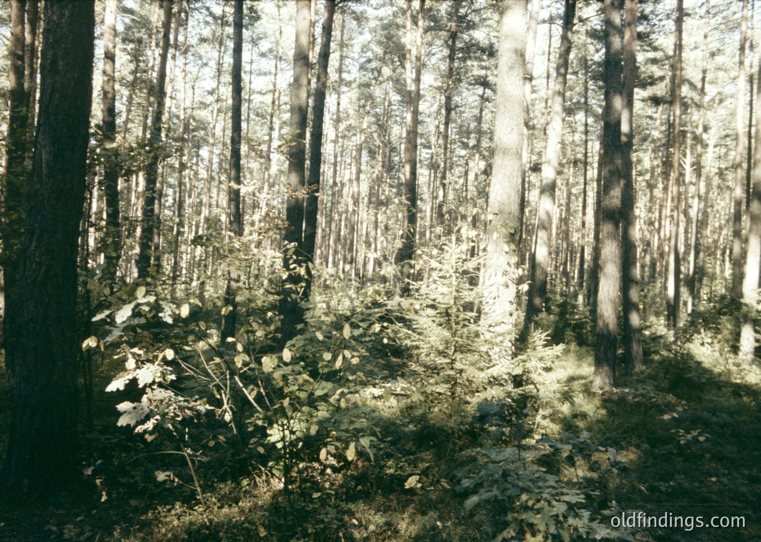 Dense coniferous forest with tall, sun-dappled trees and fallen branches under golden sunlight. Likely a temperate climate zone. *(Note: The sepia tone suggests a vintage aesthetic, possibly from mid-20th century, but no specific location is identifiable.)*