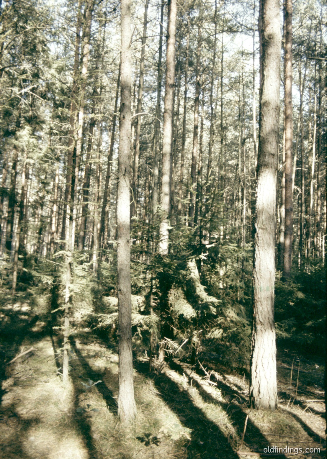 Tall, mature coniferous forest with dense canopy filtering sunlight. Sunlight creates dramatic dappled patterns on forest floor. Fallen branches and needles scattered among mossy undergrowth.