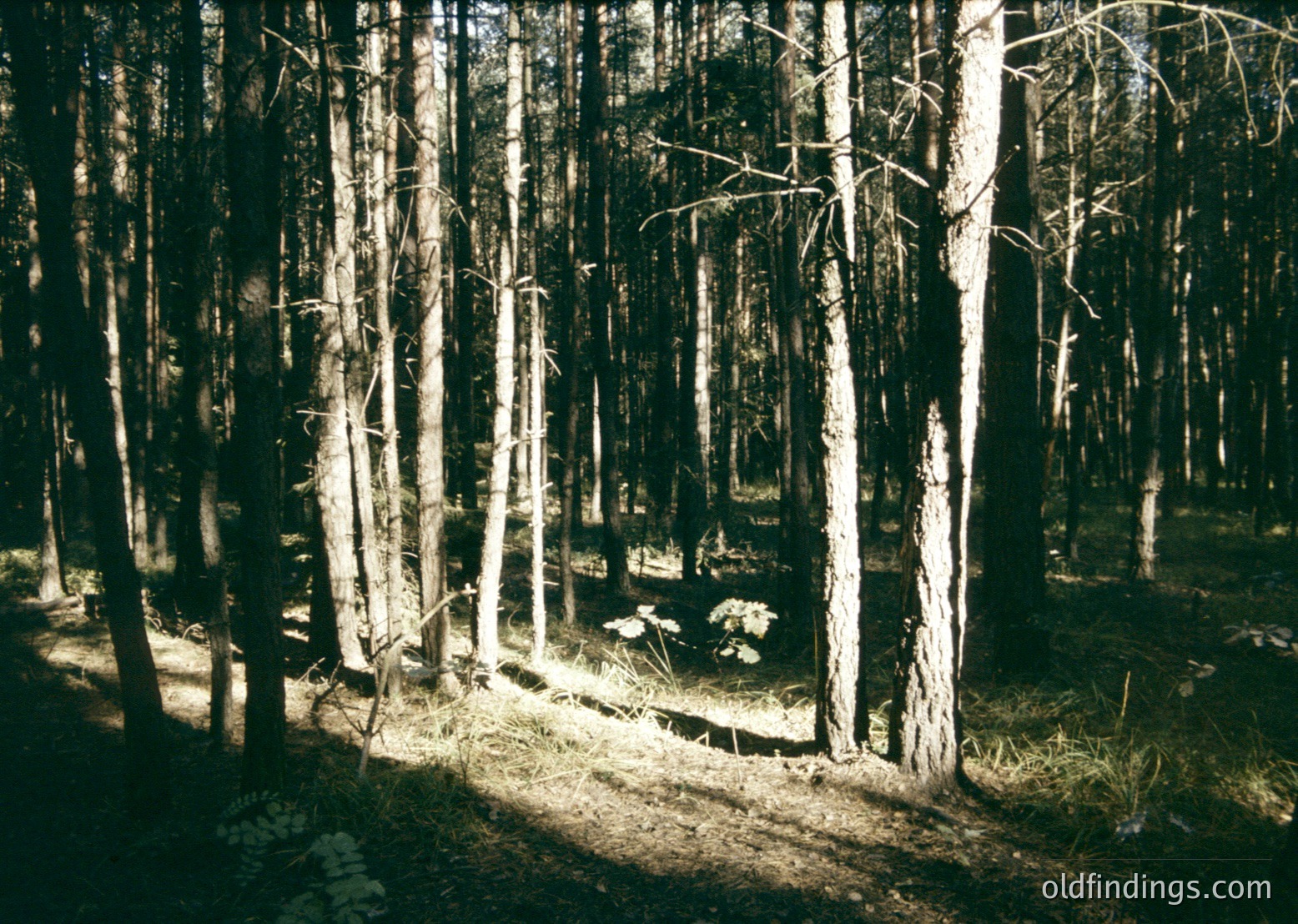 Sun-dappled forest clearing with leafless deciduous trees, likely autumn/winter. Central stone fire pit surrounded by scattered rocks. Pathway through dense woodland, suggesting rural or wilderness setting. Vintage sepia tone indicates possible mid-20th century photography.