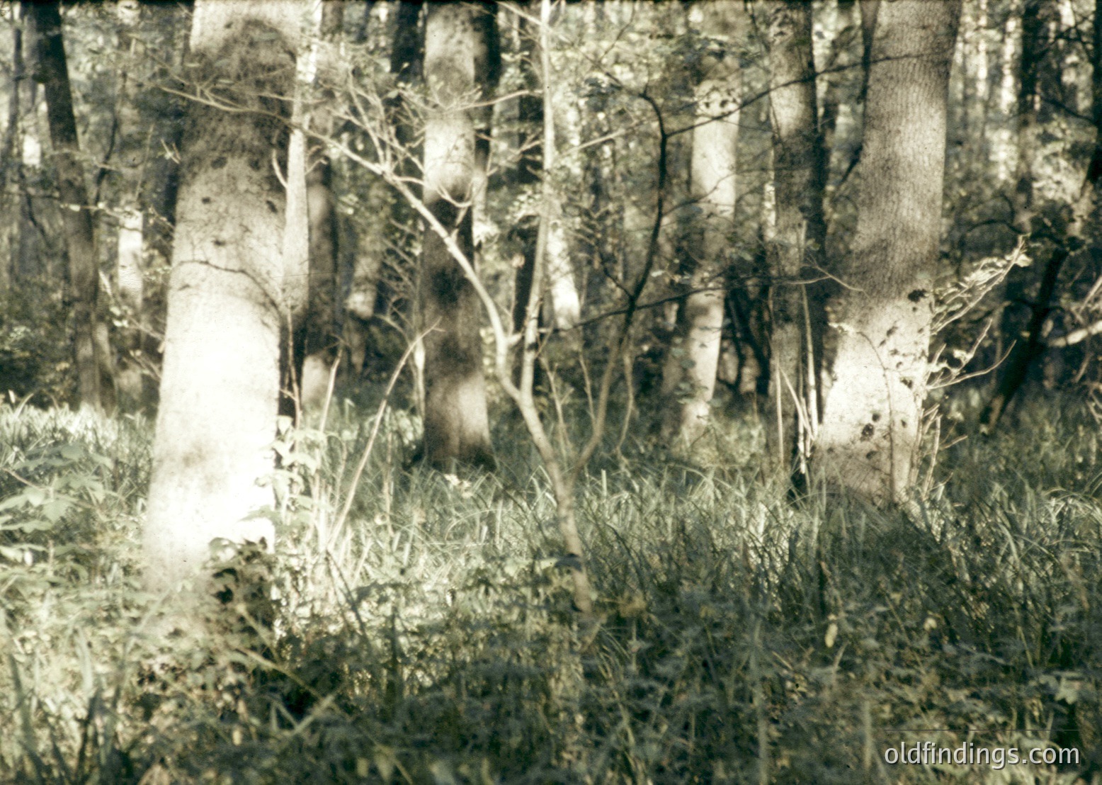 Vintage sepia-toned forest scene with birch trees and dense undergrowth, likely early 20th century. Sunlight filters through branches, casting dappled light on the grassy terrain.