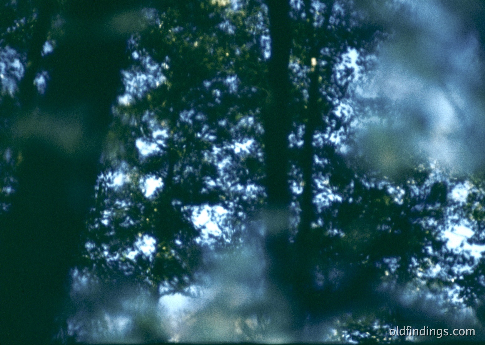 Vintage film grain overlay of dense forest canopy with dappled sunlight filtering through leaves. Blurred, high-contrast lighting creates abstract patterns. Likely 35mm analog film from mid-20th century (). Ideal for moody, artistic stock or nostalgic design references.