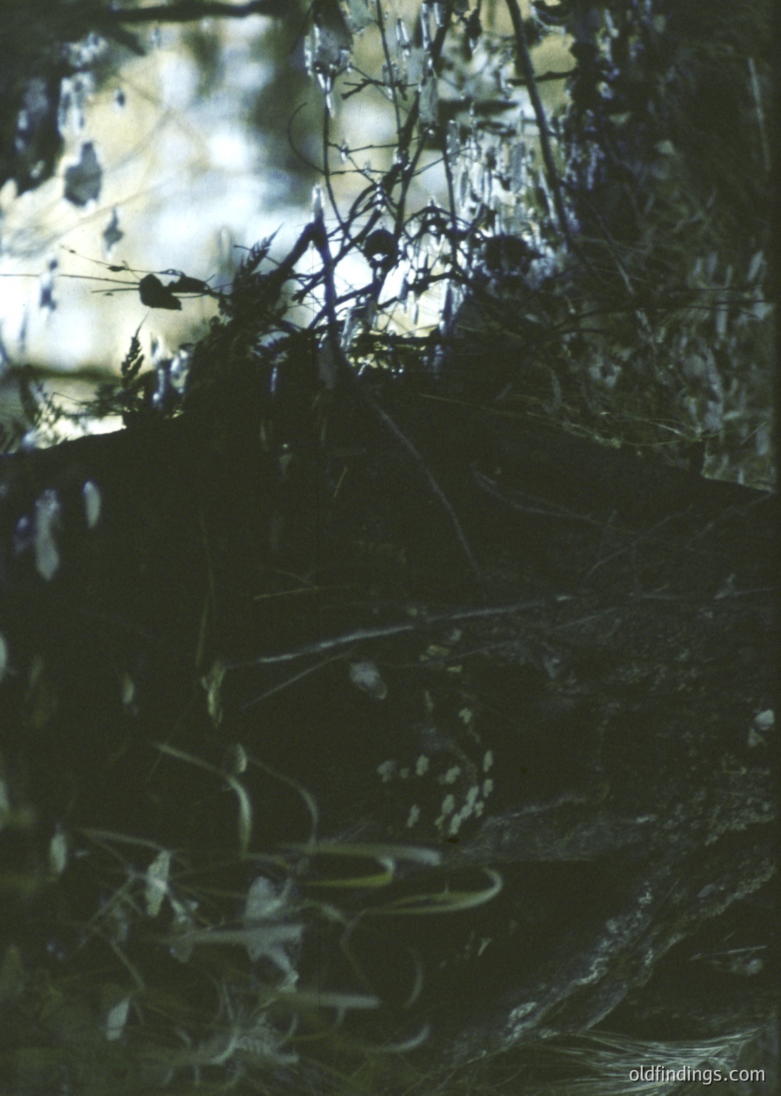 Close-up of a rusted metal teapot submerged in murky water, surrounded by tangled branches and aquatic plants. The texture and oxidation suggest prolonged exposure to water, possibly in a natural or abandoned setting. Ideal for industrial decay, vintage photography, or nature studies.