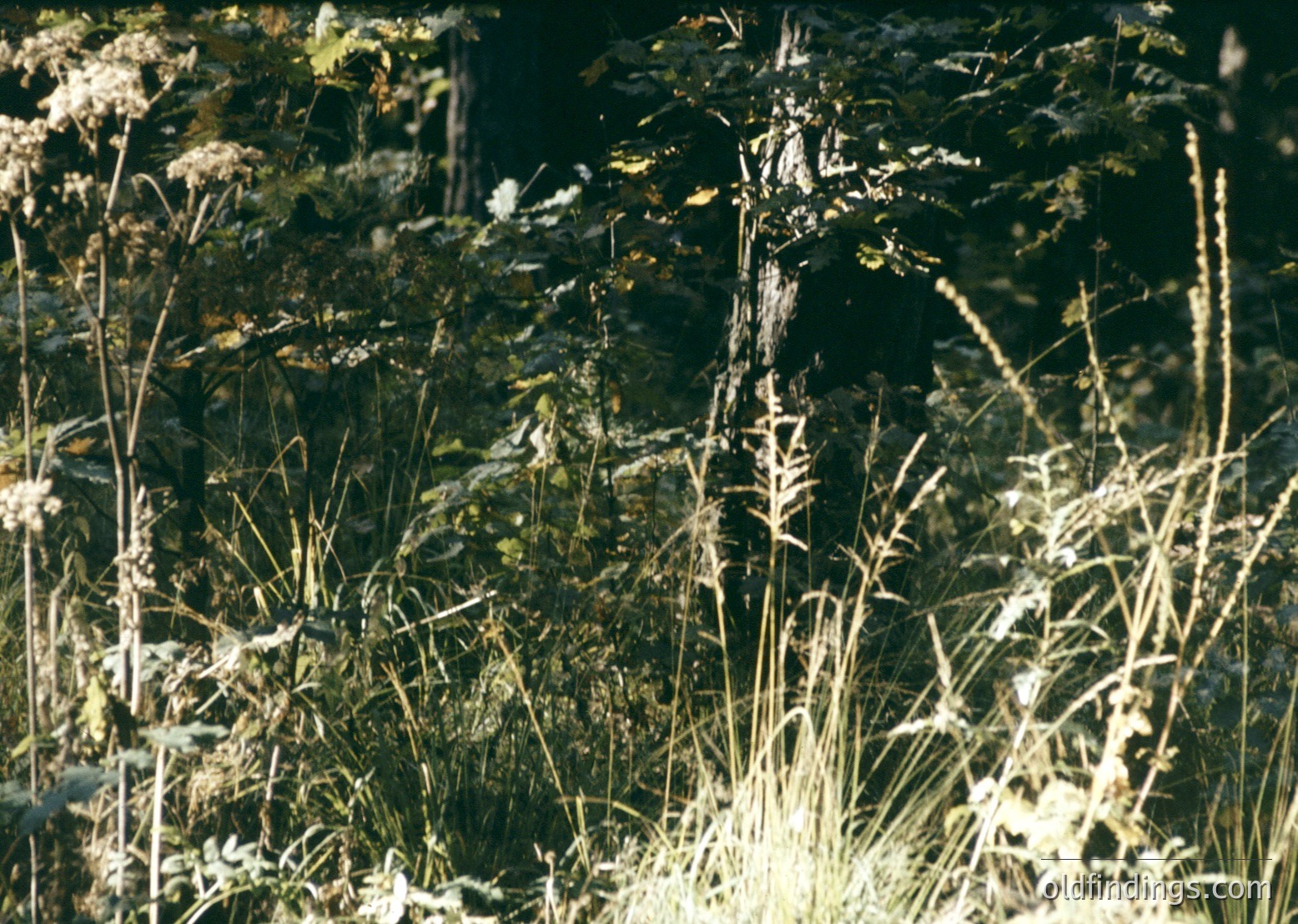 Vibrant close-up of wild meadow grasses bathed in golden sunlight, with delicate wildflowers and lush greenery. The sepia-toned filter suggests a vintage or film-style aesthetic, ideal for nature/landscape stock. Likely 1970s–1990s analog photography.