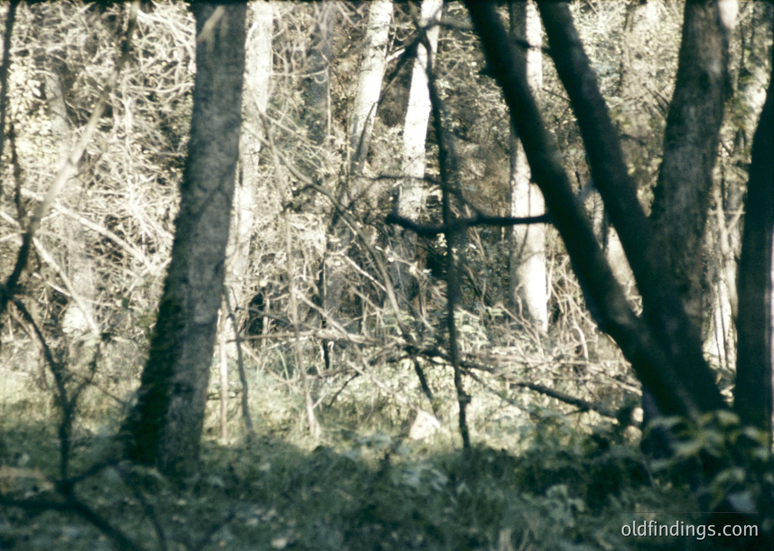 Vintage sepia-toned forest scene with dense tree trunks and branches framing a blurred, sunlit clearing. Natural light filters through foliage, creating intricate shadows. Likely mid-20th century due to film grain and color palette. Ideal for nostalgic or nature-themed projects.