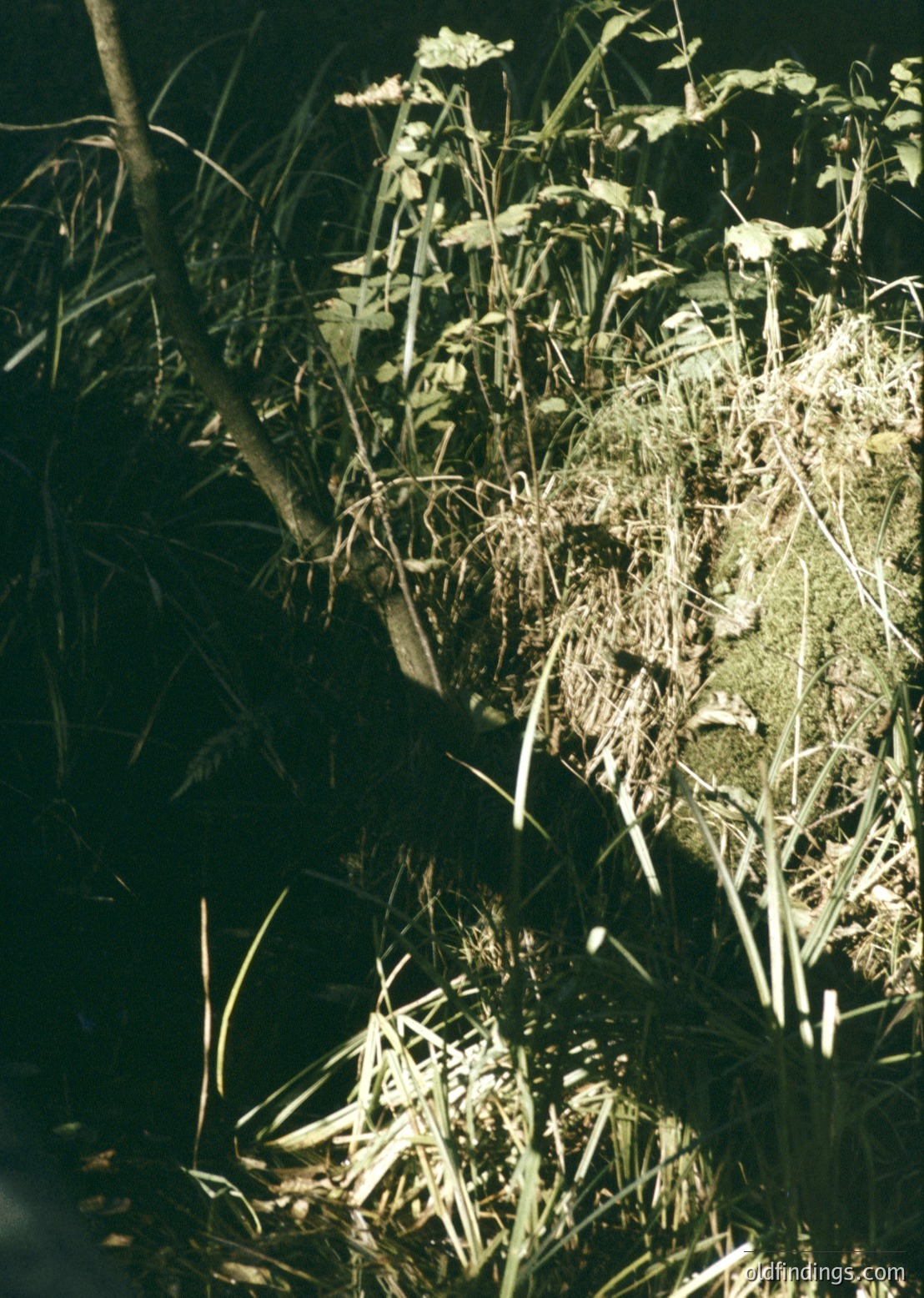 Close-up of weathered stone carving partially obscured by overgrown vegetation, likely depicting a human face. The intricate texture of moss and lichen suggests an ancient or historic origin, possibly from a temple or monument. The play of light through foliage highlights the erosion and age of the stone.