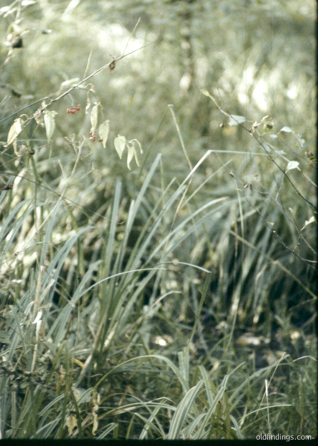 Close-up of wild grasses with delicate seed heads and a small insect on a slender stalk, likely a grasshopper or katydid. Soft focus highlights natural textures and light filtering through foliage. Ideal for botanical studies or nature-inspired design.