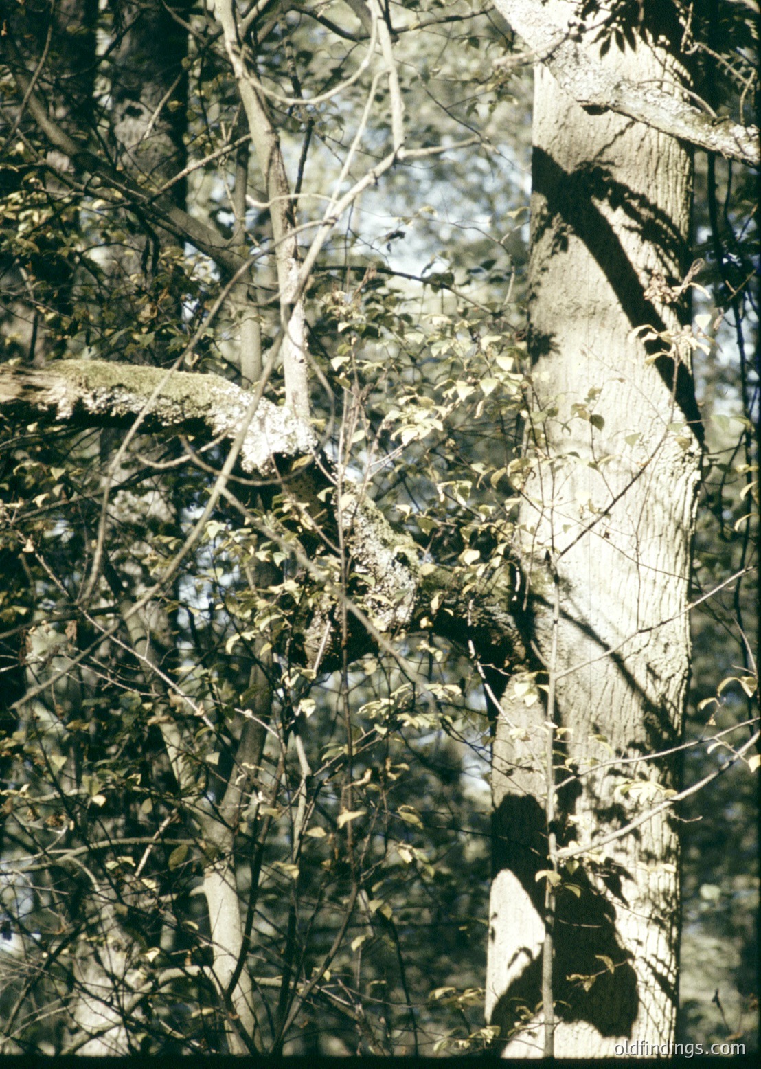 Close-up of leafless deciduous branches with intricate bark texture, likely birch or beech. Sunlight filters through gaps, creating dappled light and shadows. Composition highlights natural patterns and seasonal contrast.