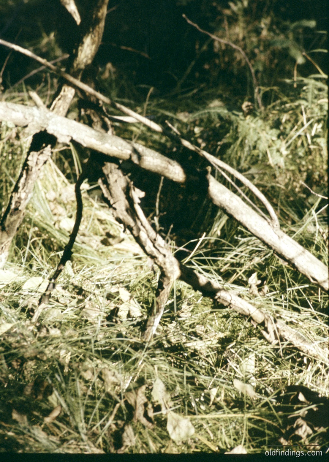 Vintage sepia-toned close-up of rustic wooden fence posts and barbed wire in overgrown grass, suggesting agricultural or rural setting. The texture and framing highlight weathered materials and natural decay. Likely mid-20th century () for photographic style.