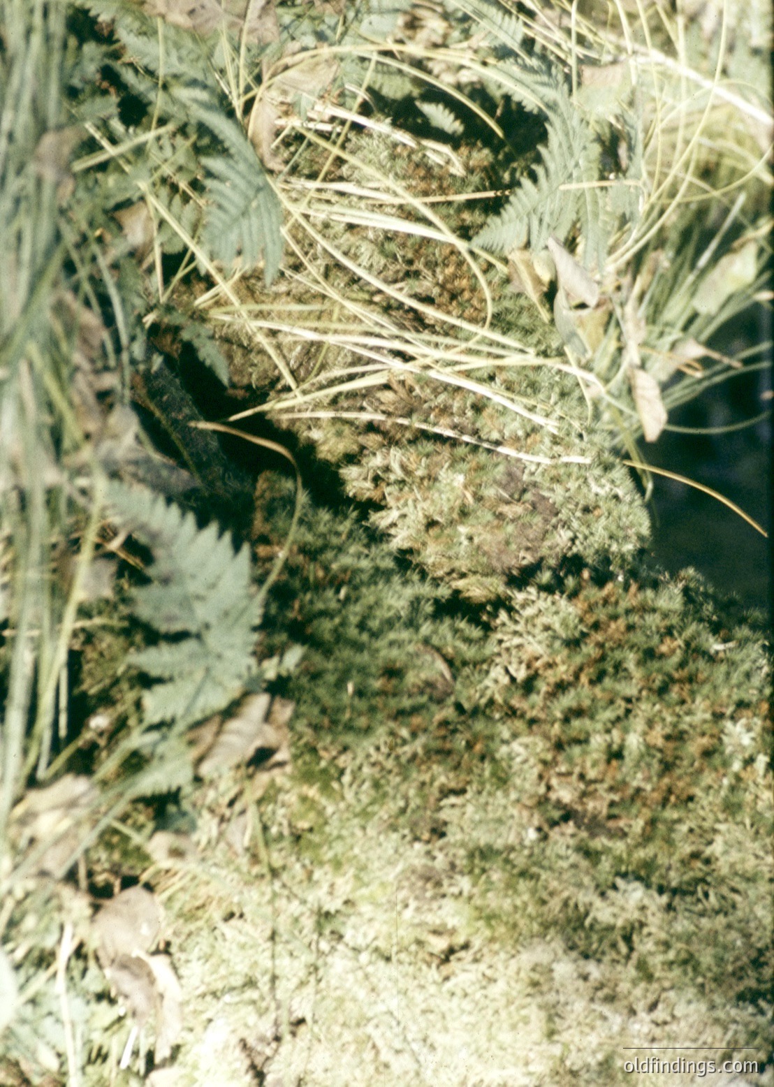 Close-up of weathered concrete wall overgrown with dense vegetation, featuring moss, lichen, and wild grasses. The texture suggests aged urban or industrial architecture, possibly from mid-20th century construction.