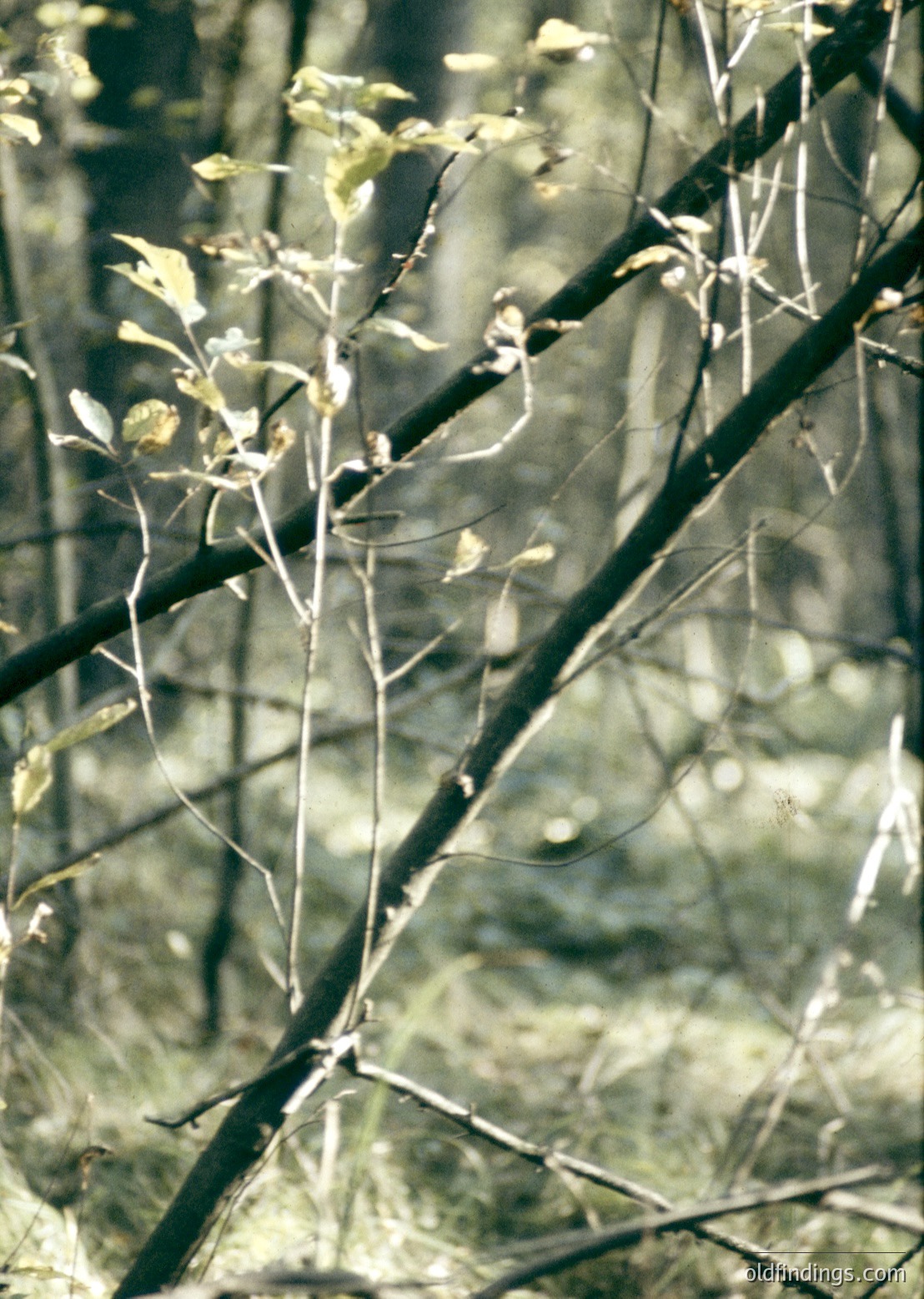 Close-up of bare tree branches with sparse, budding foliage against a blurred green backdrop, likely late winter or early spring. Soft light filters through leaves, creating delicate shadows. Ideal for nature studies, botanical references, or seasonal transitions.