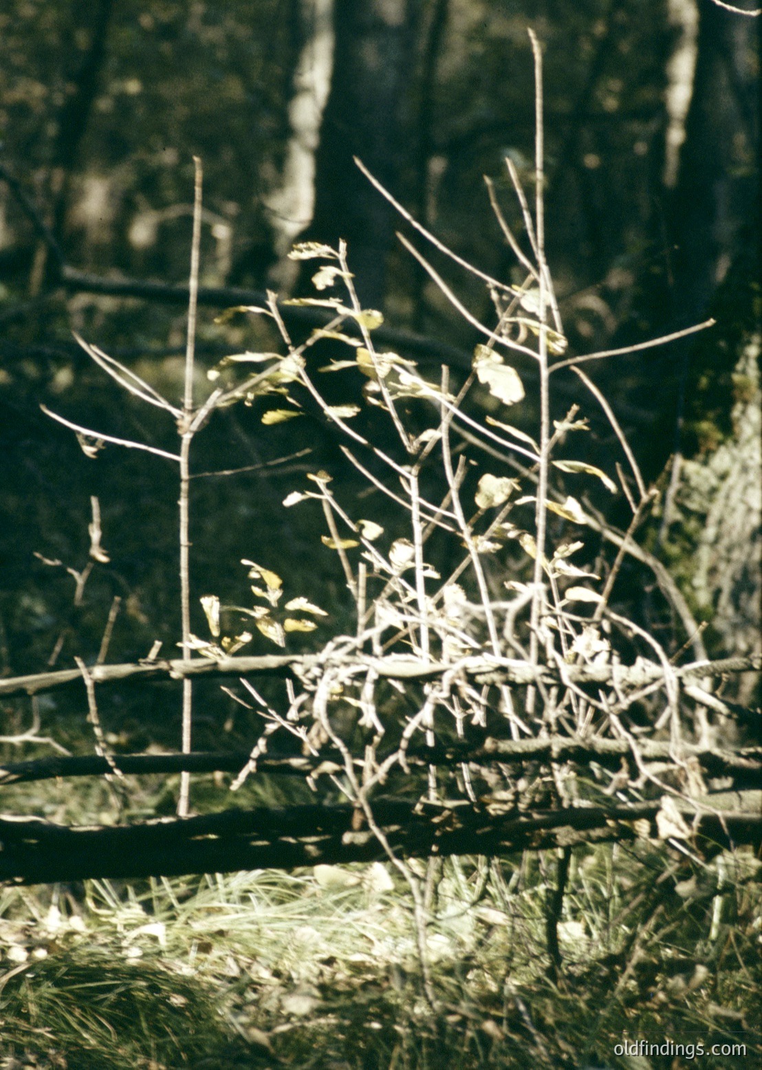 Dried, skeletal branches with sparse remaining foliage against a dense forest backdrop. Sunlight filters through, creating dramatic contrast. Likely autumn/winter season in a temperate forest.
