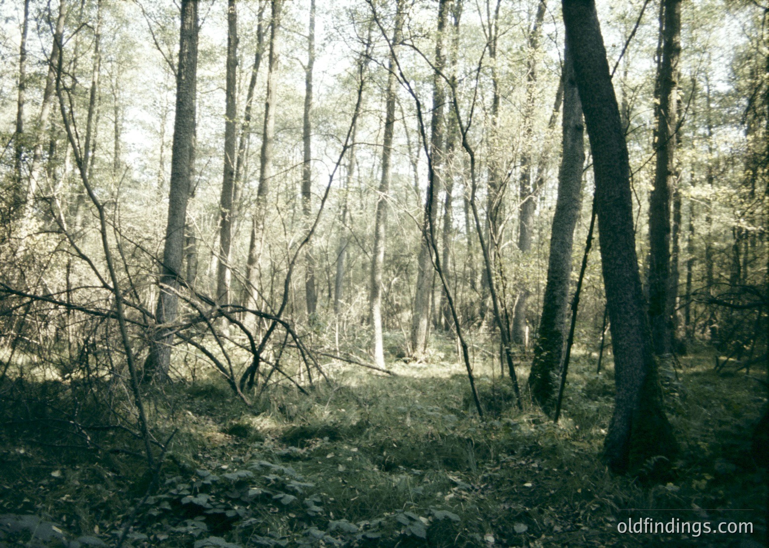 Dense forest glade with mature deciduous trees, low sunlight filtering through canopies. Fallen branches and moss-covered ground suggest seasonal transition. Vintage sepia tone indicates mid-20th century photography. Ideal for nature, historical, or environmental studies.