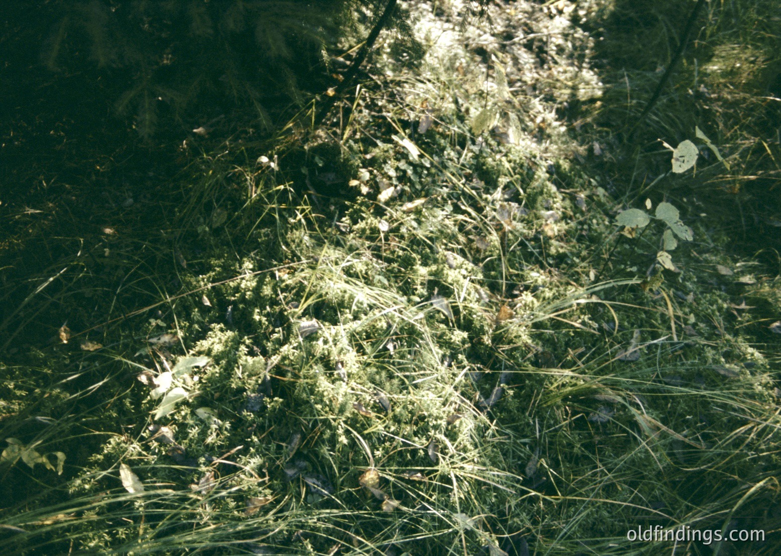 Sun-dappled forest floor with moss, ferns, and fallen needles under soft light. Natural texture and organic patterns ideal for texture studies or nature-inspired design.