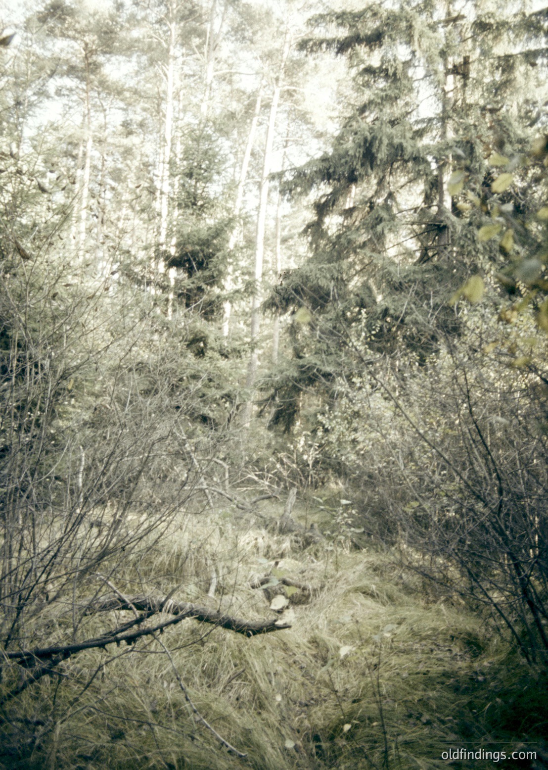 Monochrome forest scene with dense coniferous trees and fallen branches, creating a textured, atmospheric forest floor. Sunlight filters through gaps, casting dappled light. Likely European temperate forest, possibly – black-and-white photography.