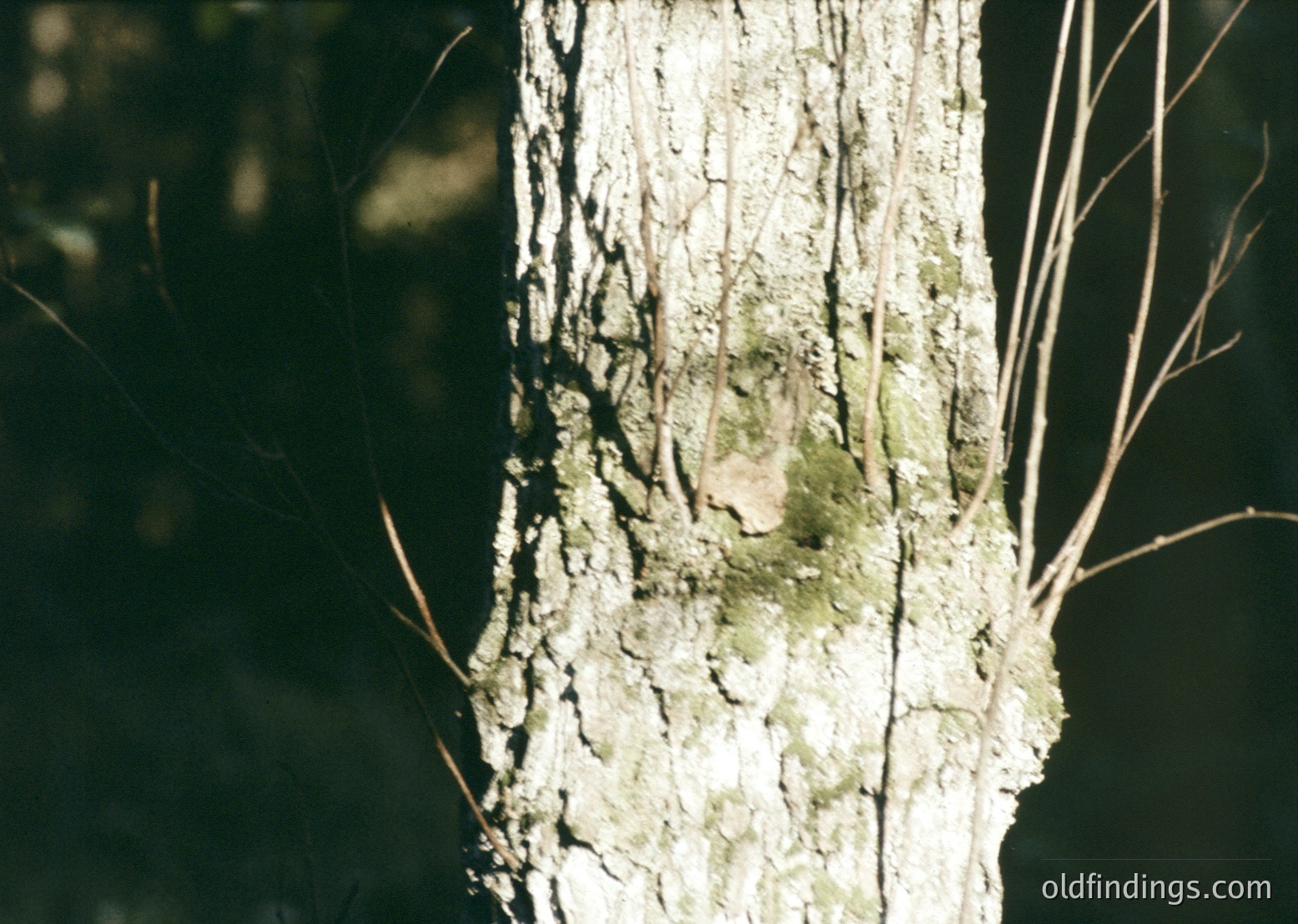 Close-up of a tree trunk with moss-covered bark and faint human face silhouette carved into it. Likely a folk art or historical marker.