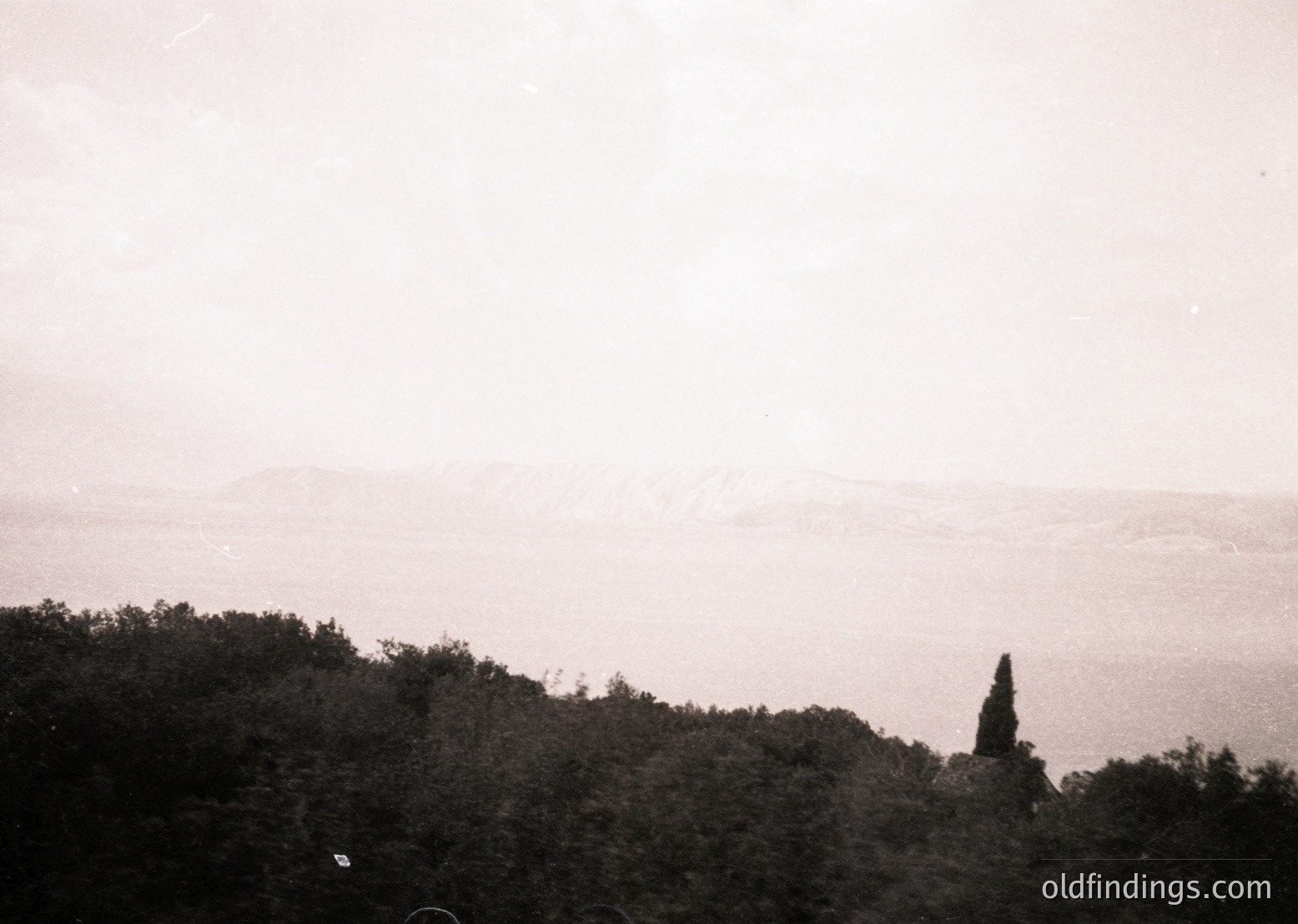 Vintage sepia-toned coastal landscape with misty horizon and lone tree silhouette on rocky outcrop. Dense forest frames lower scene, suggesting early 20th-century photography. Dramatic lighting enhances atmospheric mood.