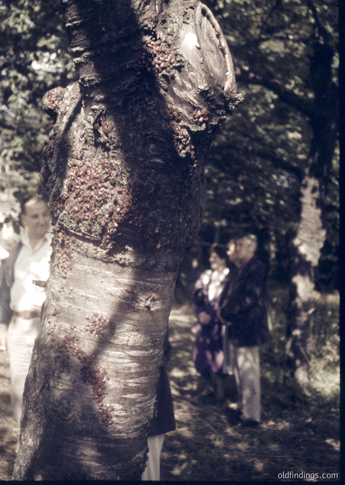 Close-up of a weathered wooden post with graffiti-like markings, likely from a traditional or ceremonial structure. Blurred figures in folk attire suggest cultural or ritual significance. Dense forest background hints at a rural or mountainous setting.