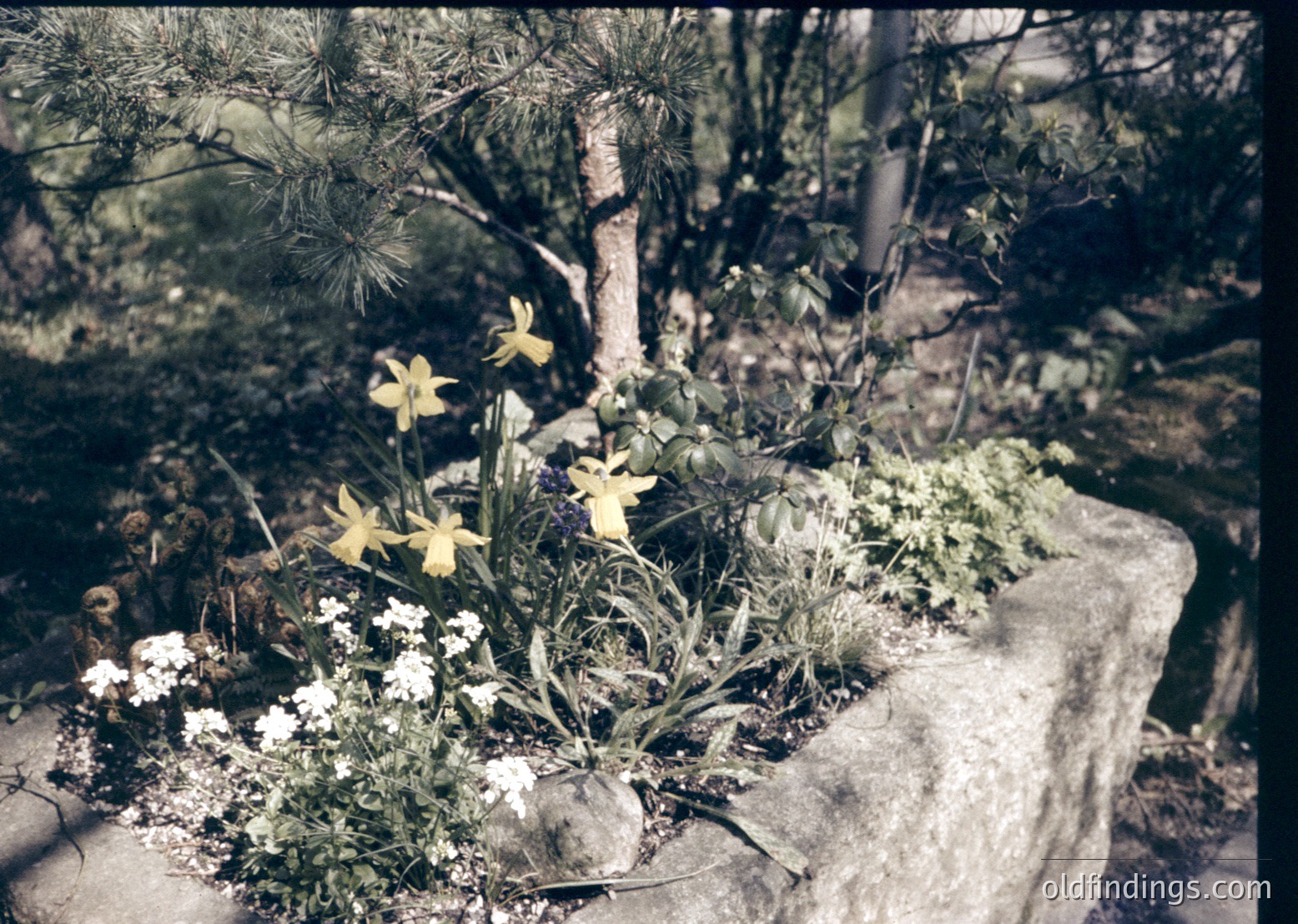 Vintage garden scene featuring a stone planter with vibrant yellow daffodils, white flowers, and lush greenery. Soft sepia tone suggests mid-20th century photography. Natural light enhances textures of foliage and stone.
