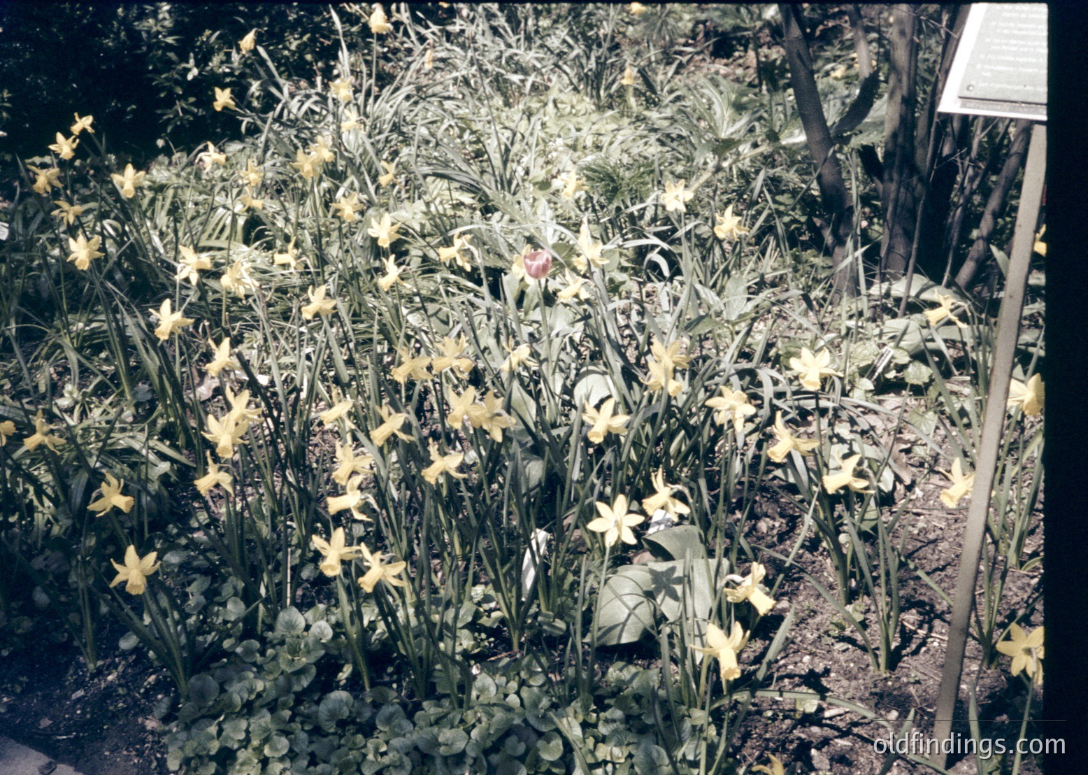 Vintage close-up of dense daffodil cluster in bloom, likely mid-20th century. Warm sepia tones highlight yellow flowers against green foliage, with a rustic wooden trellis in background. Ideal for botanical studies or nostalgic design references.