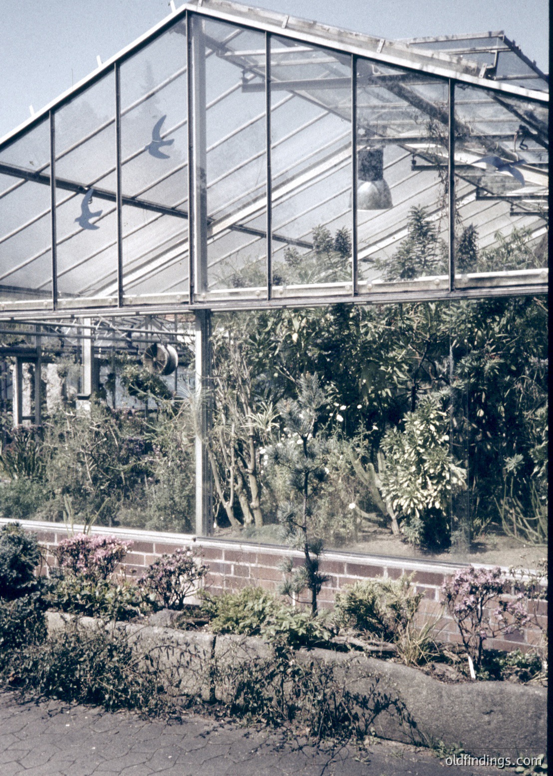 Vintage glasshouse with geometric steel framing, showcasing lush indoor greenery and flowering plants. Reflections of birds and foliage on transparent panels. Brick pathway and low brick wall at base. Likely 1950s–1970s European botanical garden or private estate.