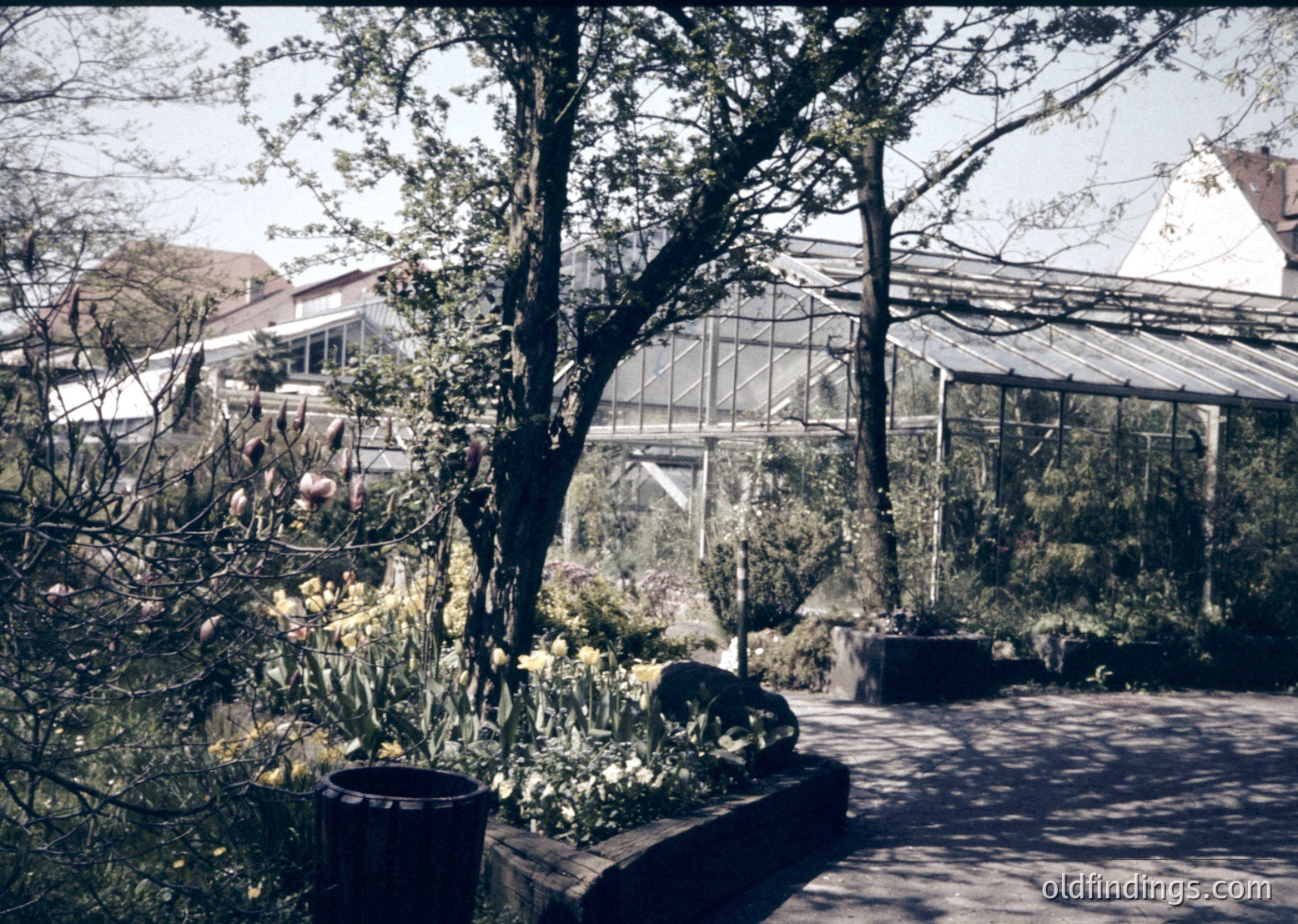 Vintage botanical garden pathway flanked by potted yellow flowers and stone planters, leading to a large glasshouse. Lush greenery and mature trees frame the scene, suggesting a mid-20th-century European setting.