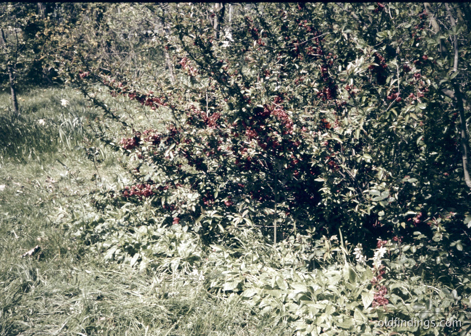 Vintage sepia-toned orchard with mature trees bearing clusters of red fruit, likely apples or pears. Rows of pruned trees form orderly rows, suggesting agricultural precision. Green foliage contrasts with the sepia hue, indicating a mid-20th century farming scene.