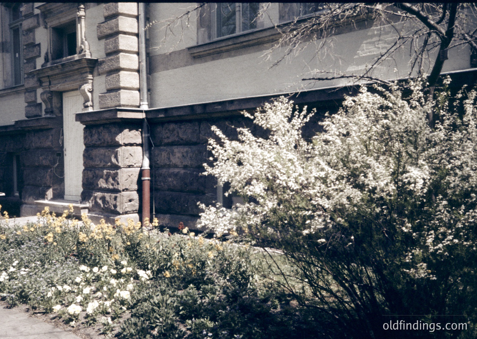 Vintage architectural detail featuring a stone facade with ornate carvings and a wrought-iron balcony railing. Overgrown blooming shrubs frame the lower portion, suggesting a neglected urban garden. Likely Eastern European