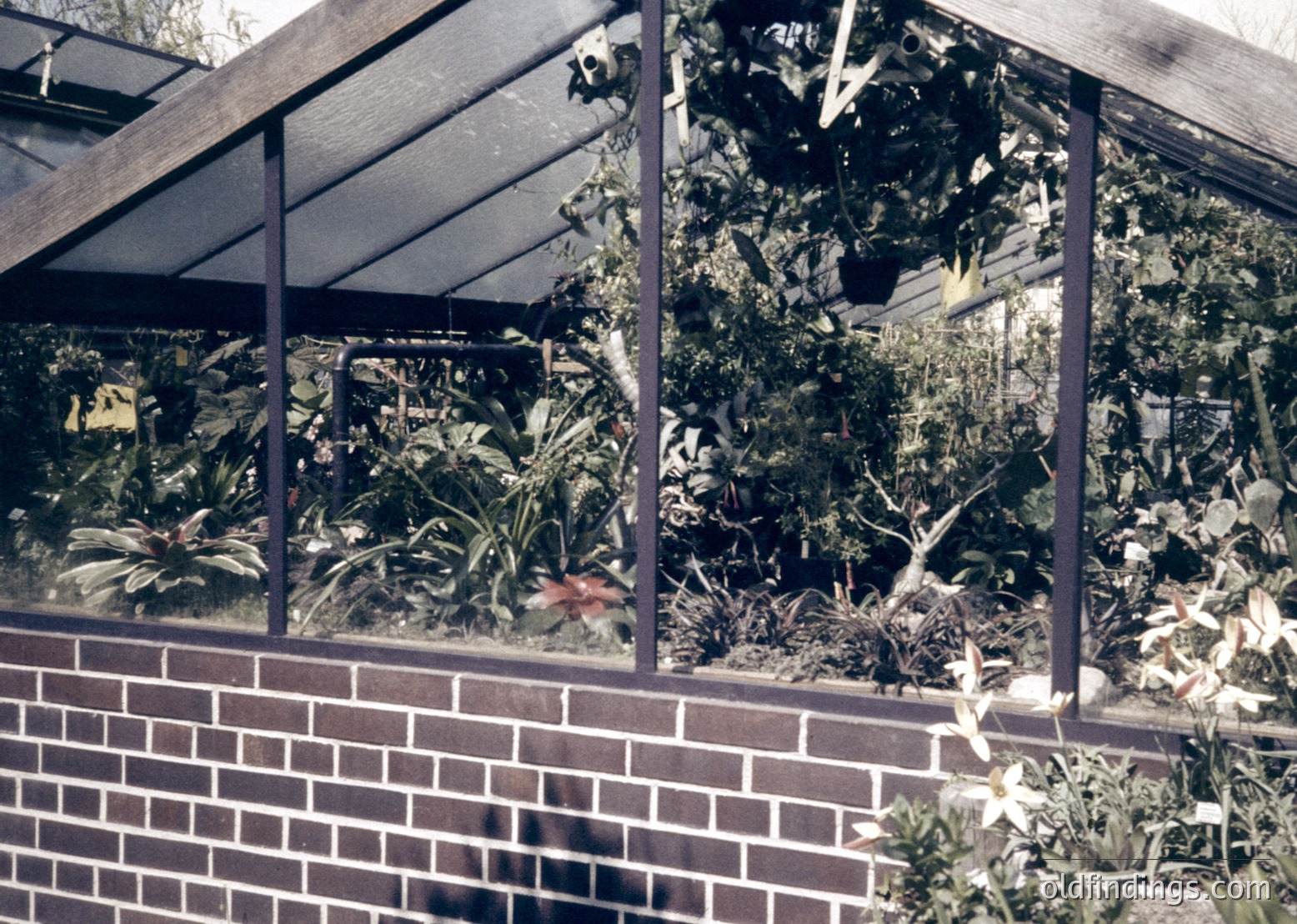 Vintage glasshouse with lush indoor foliage—tropical plants, ferns, and flowering shrubs thrive under translucent roofing. Brick foundation and metal framing suggest mid-20th-century design. Ideal for botanical studies or retro home decor references.