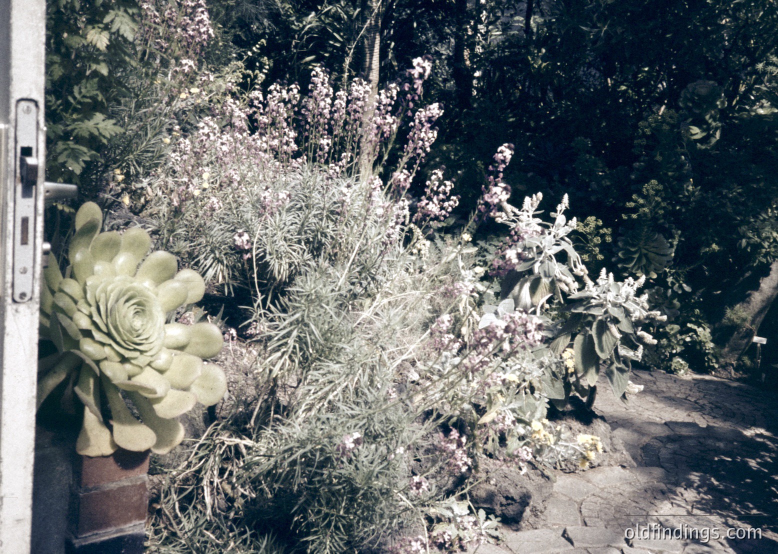 Vintage sepia-toned photo of a potted succulent arrangement beside a stone pathway. The centerpiece features a rosette succulent paired with dried ornamental grasses and small flowering branches. Likely 1970s–1980s indoor gardening or botanical display.