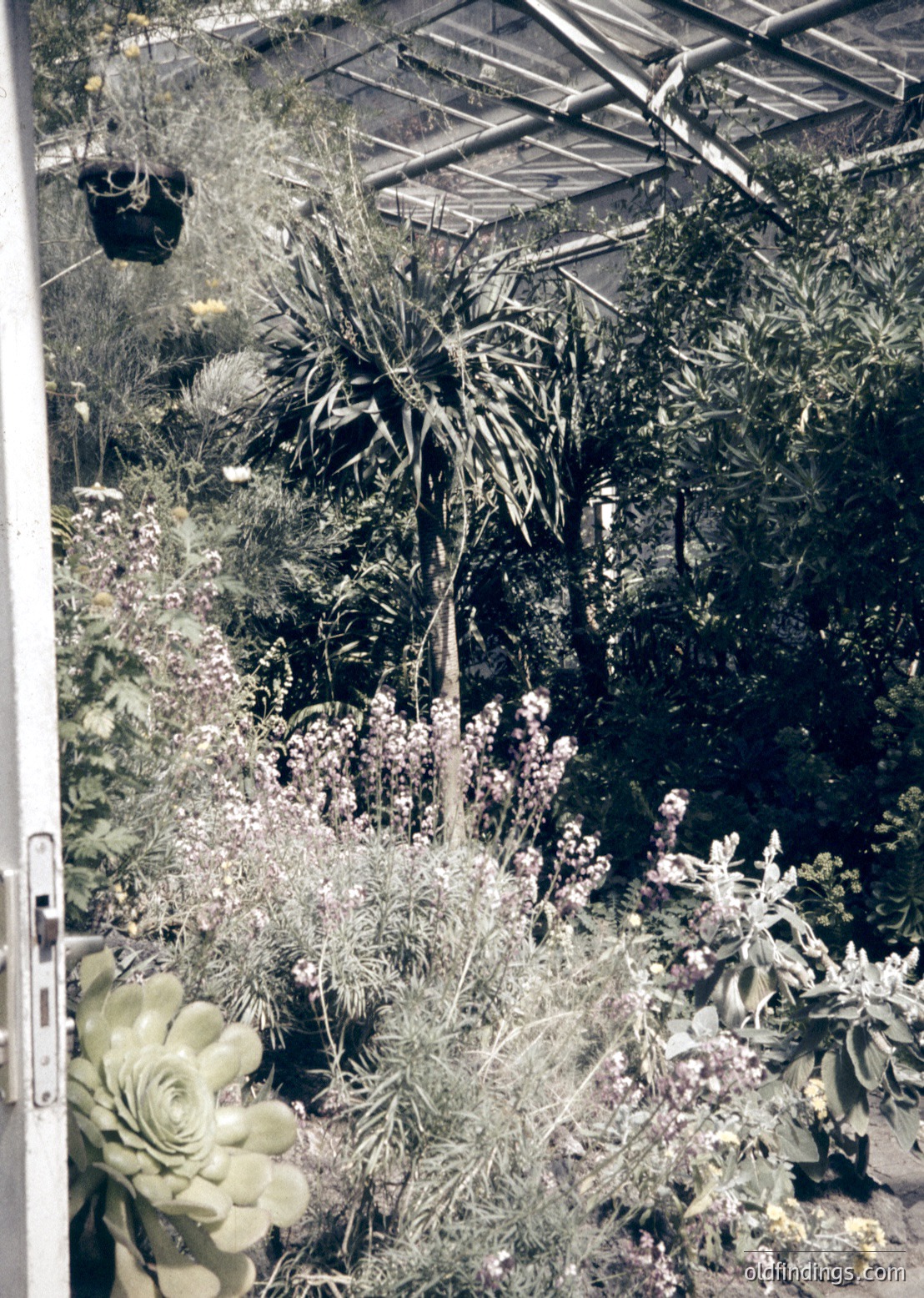 Vintage botanical greenhouse interior showcasing diverse succulents and cacti under translucent roofing. Architectural beams and hanging pots visible. Likely mid-20th century horticultural setting.