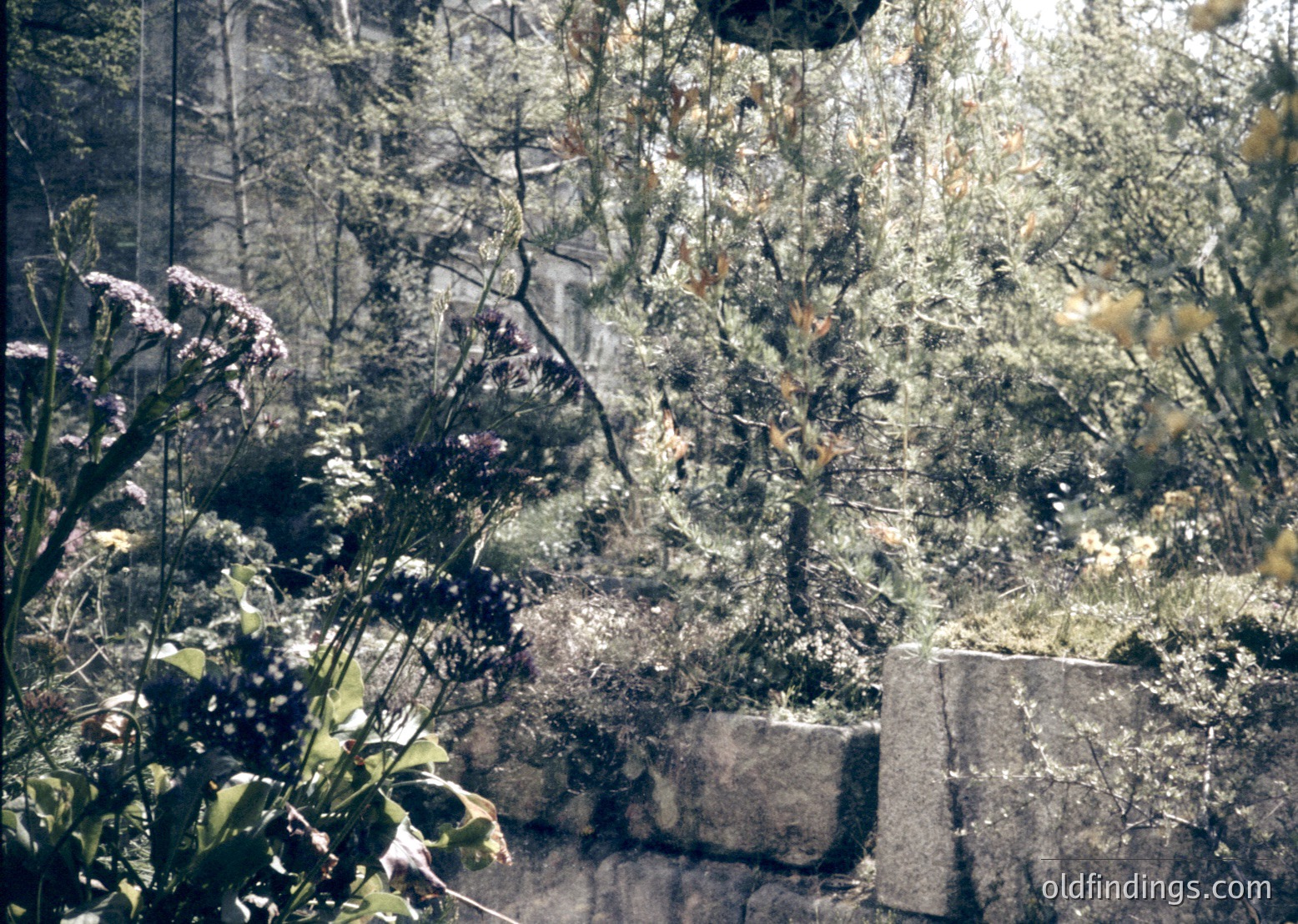 Vintage sepia-toned photo of a dense, overgrown garden corner with tangled branches, dried foliage, and stone planters. Light filters through leaves, casting intricate shadows. Likely mid-20th century, possibly --- *Note: The sepia tone and composition suggest a mid-20th-century aesthetic, but exact location/time remains indeterminate.*