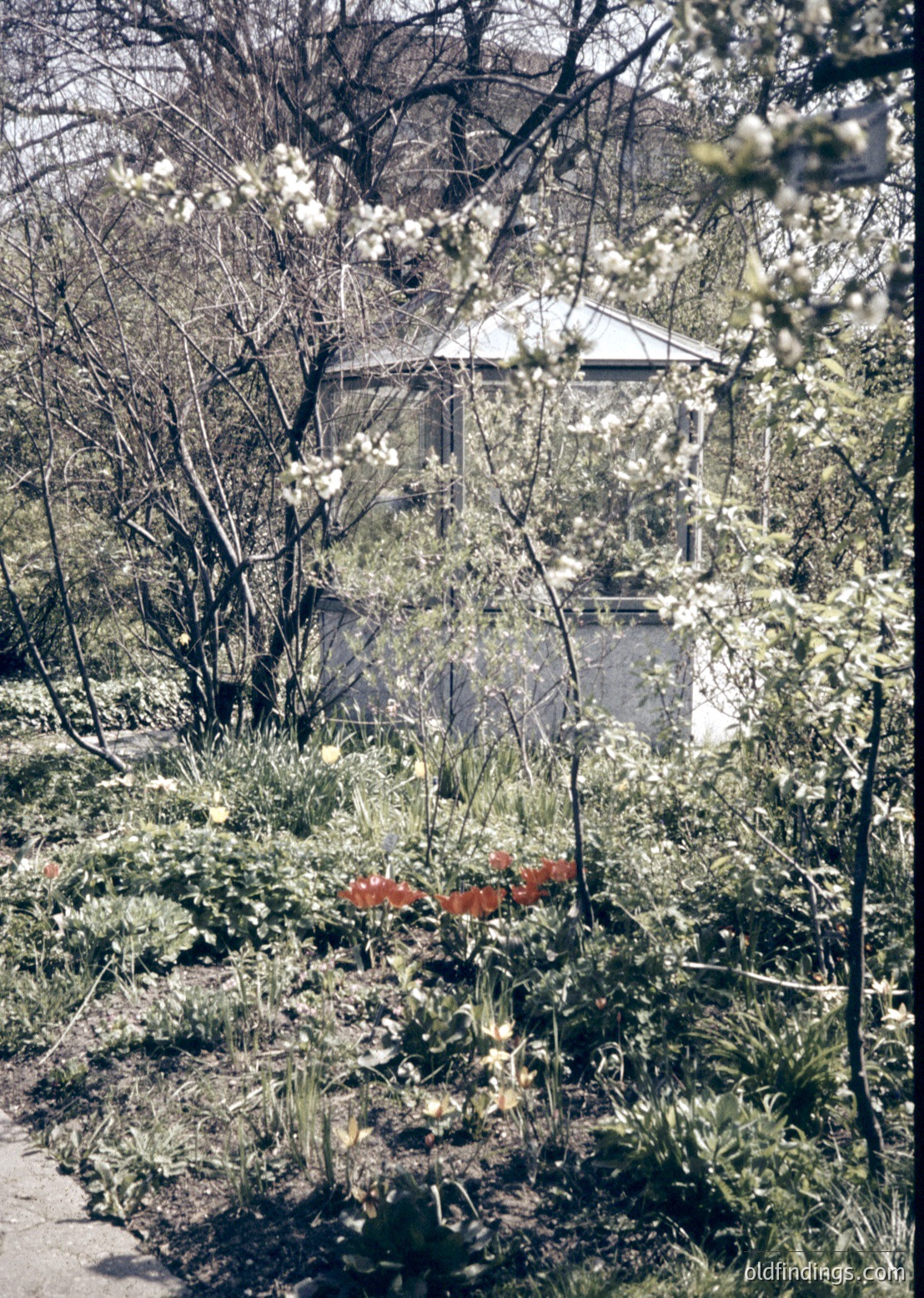 Vintage garden scene featuring a two-story building with a flat roof and whitewashed walls, partially obscured by dense foliage. Bright red tulips and white blossoming trees dominate the foreground. Pathway and parked car hint at mid-20th-century residential architecture.