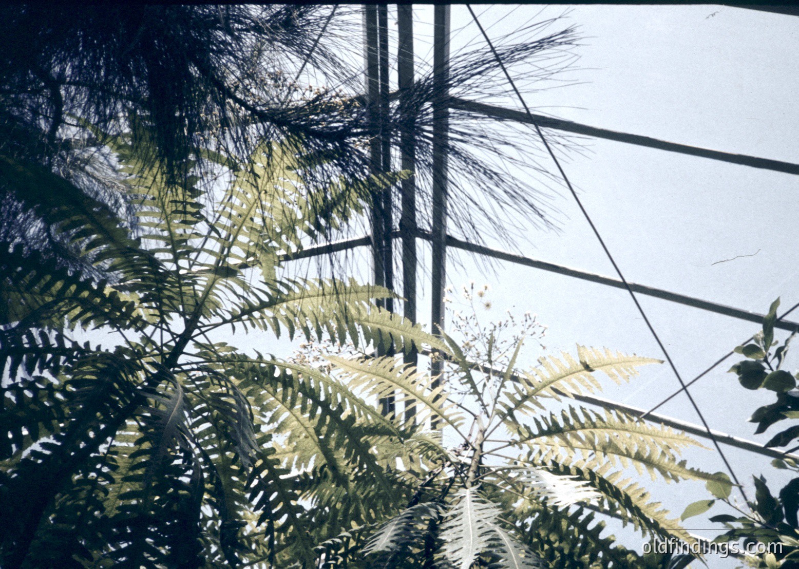 Vintage close-up of fern fronds framed by industrial metal bars, likely a greenhouse or conservatory structure. Warm sepia tone suggests 19th–early 20th century photography. Natural textures contrast with man-made geometry.