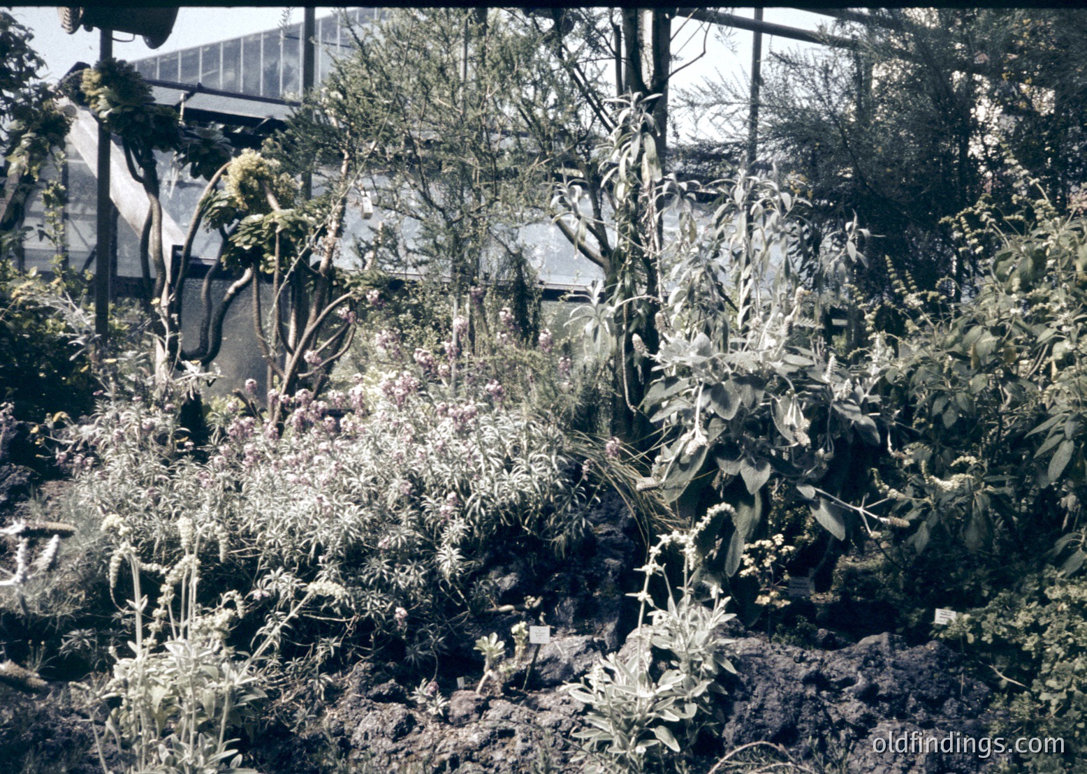 Vintage sepia-toned botanical garden scene with dense foliage and flowering plants under glass. Greenhouse structure visible in background, suggesting mid-20th century horticulture.