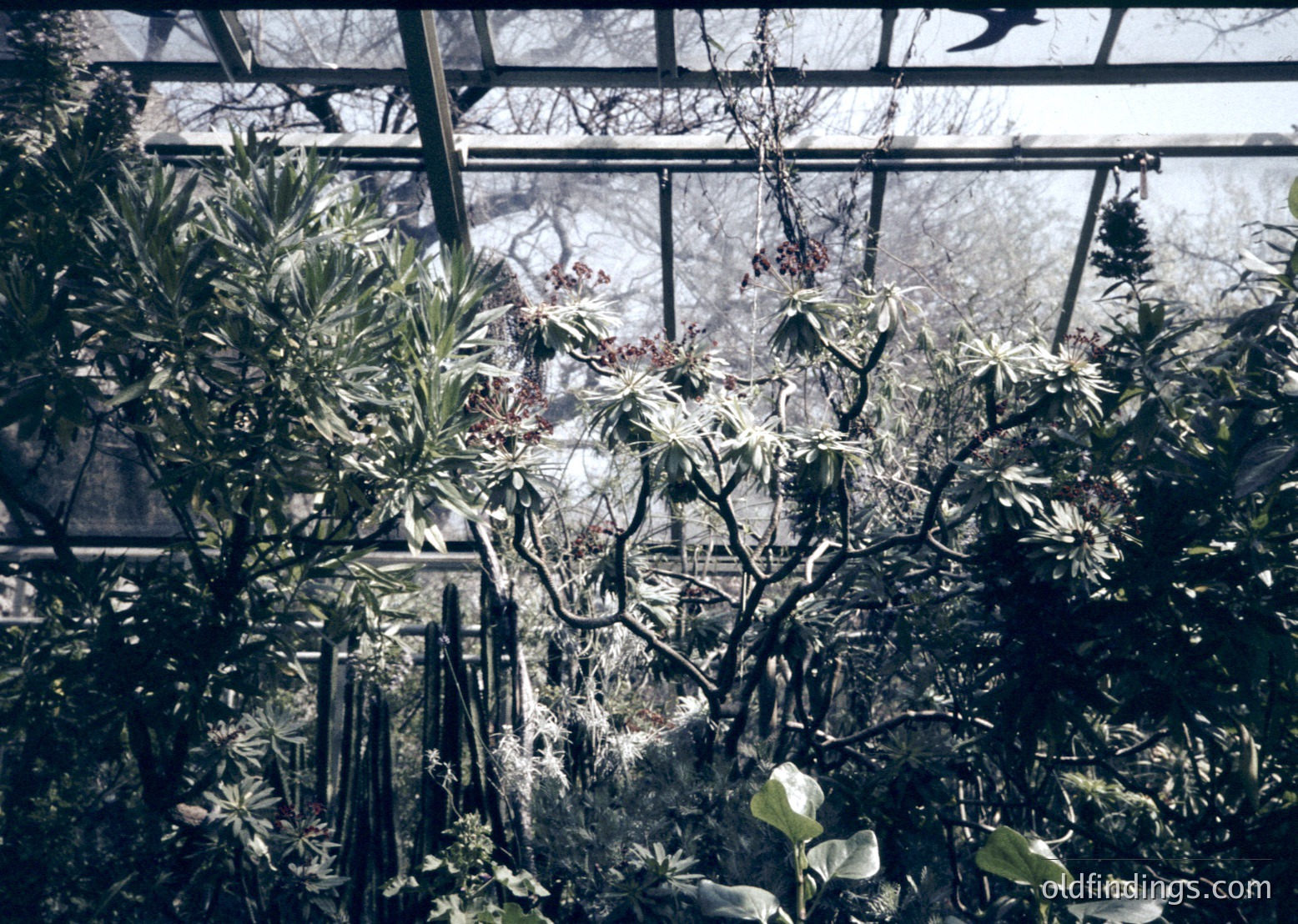 Vintage greenhouse interior with skeletal winter plants and frosted glass panels. Geometric iron framework supports lush greenery and bare branches. Monochrome sepia tone suggests mid-20th century botanical study or hobbyist gardening.
