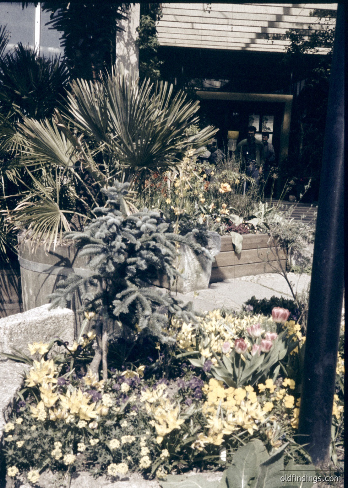 Mid-century courtyard garden with lush greenery—tall palm-like plants, flowering shrubs, and vibrant blooms in yellow/purple. Concrete pathways and stone planters frame the scene. Partial view of a building with wooden beams suggests a Mediterranean or resort-style architecture. Likely 1960s–1970s based on styling.
