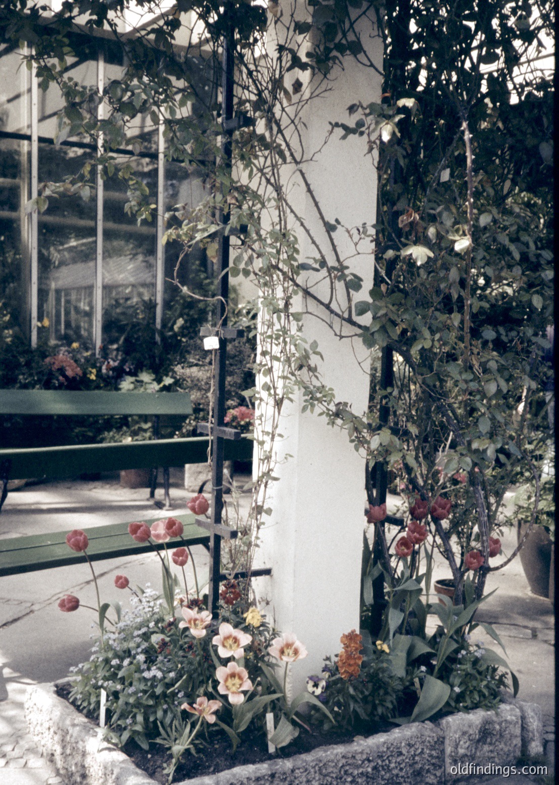 Vibrant indoor garden corner with lush greenery and blooming flowers in terracotta pots. Vertical trellis supports climbing plants, while a bench sits in the background under glass walls. Mid-century modern botanical design, likely a conservatory or greenhouse.