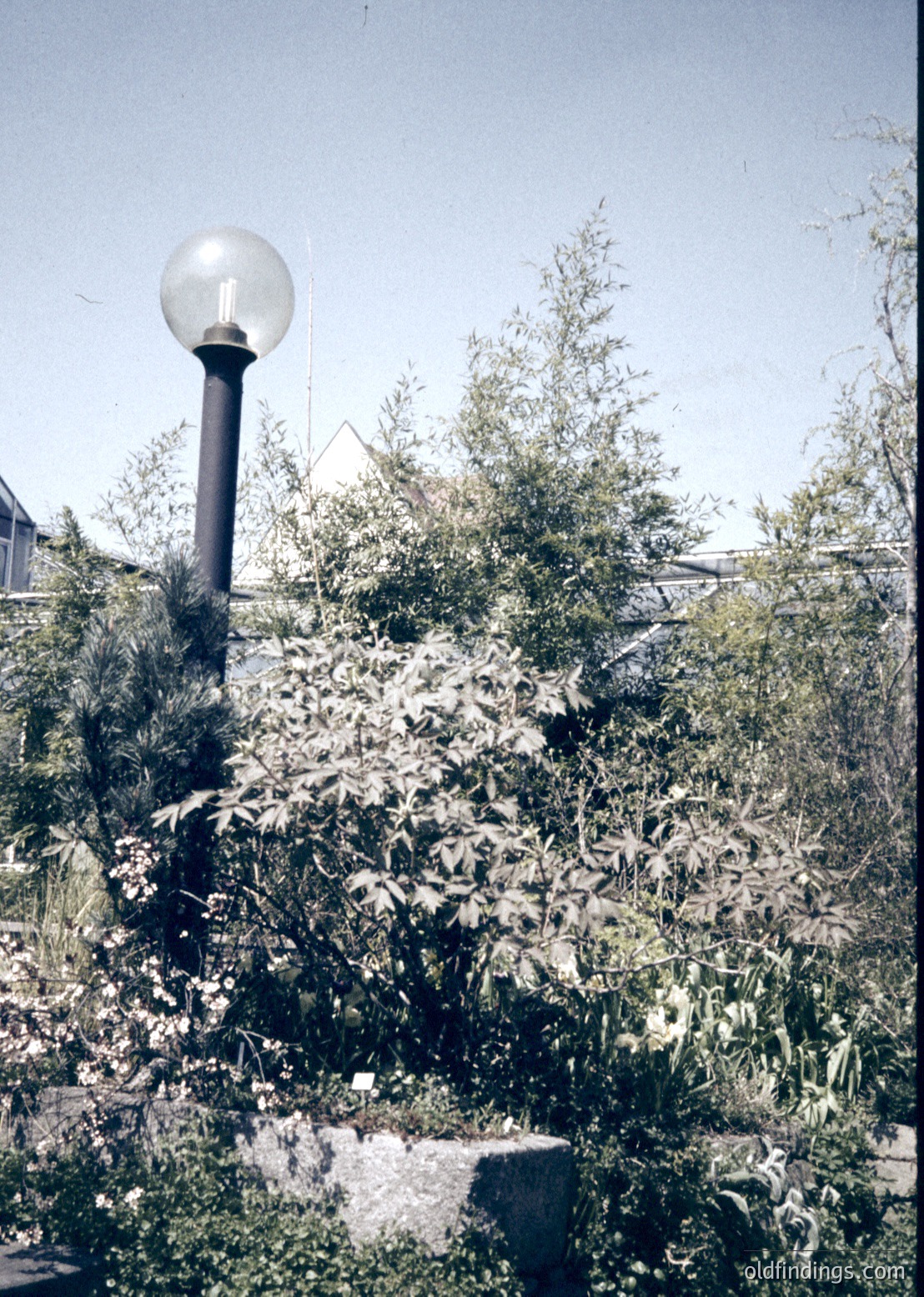 Vintage-style streetlamp with spherical glass fixture surrounded by dense greenery, likely a garden or park setting. The lamp’s design suggests mid-20th century urban landscaping. Clear skies and natural light enhance the scene’s serene atmosphere.