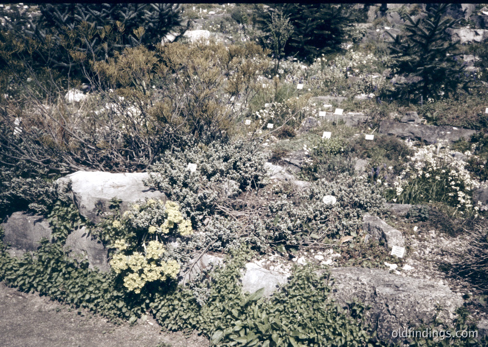Vintage botanical garden plot with labeled alpine plants on rocky terrain, likely a 1960s–1980s European alpine garden. Small white tags identify species among low-growing shrubs and wildflowers.