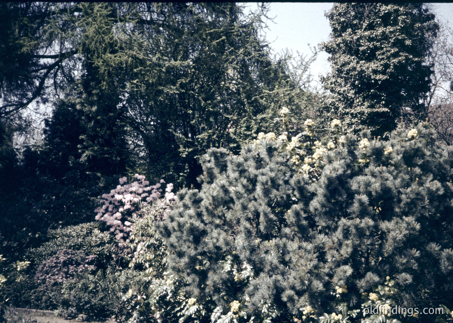 Vintage sepia-toned forest scene with dense evergreen trees and flowering shrubs in bloom. Warm sunlight filters through foliage, casting soft shadows. Likely mid-20th century, possibly , with grainy texture indicative of analog photography. Ideal for nature, vintage, or botanical stock imagery.