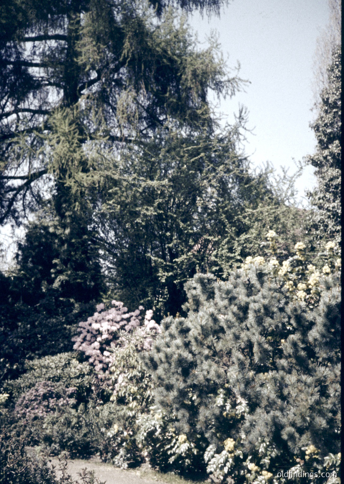 Dense evergreen forest with coniferous trees and underbrush, likely in a temperate climate. The lighting suggests early morning or late afternoon.