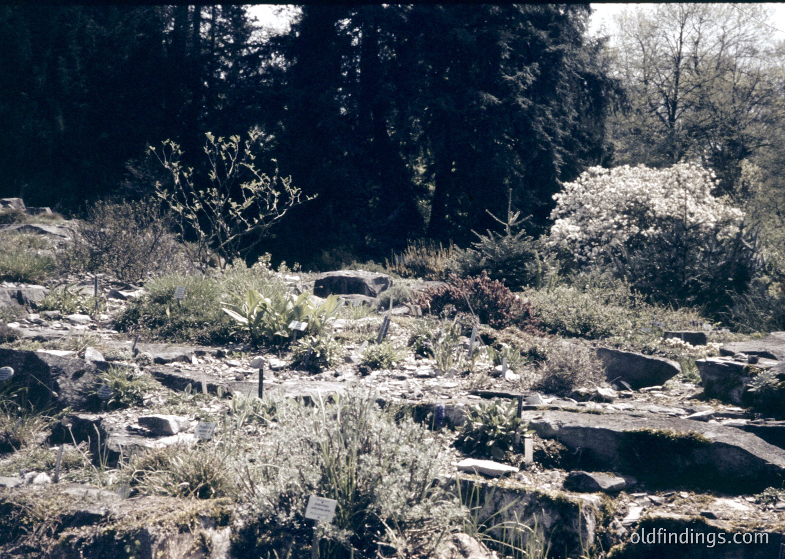 Vintage black-and-white photo of a lone vintage car parked on a rocky, overgrown path in a dense forest. The car appears to be a classic sedan, partially obscured by shrubs and dead foliage. The scene suggests a remote or abandoned location, likely mid-20th century.