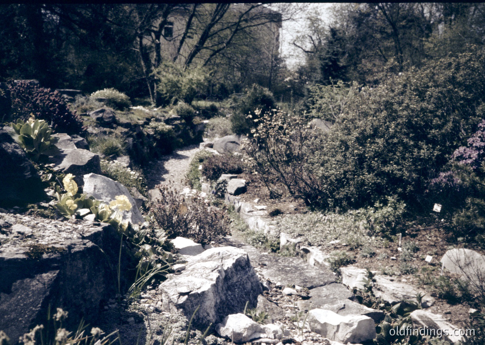 Rustic stone pathway winding through overgrown garden with wildflowers and shrubs. Partial view of aged stone structure in background. Likely mid-20th century rural setting.