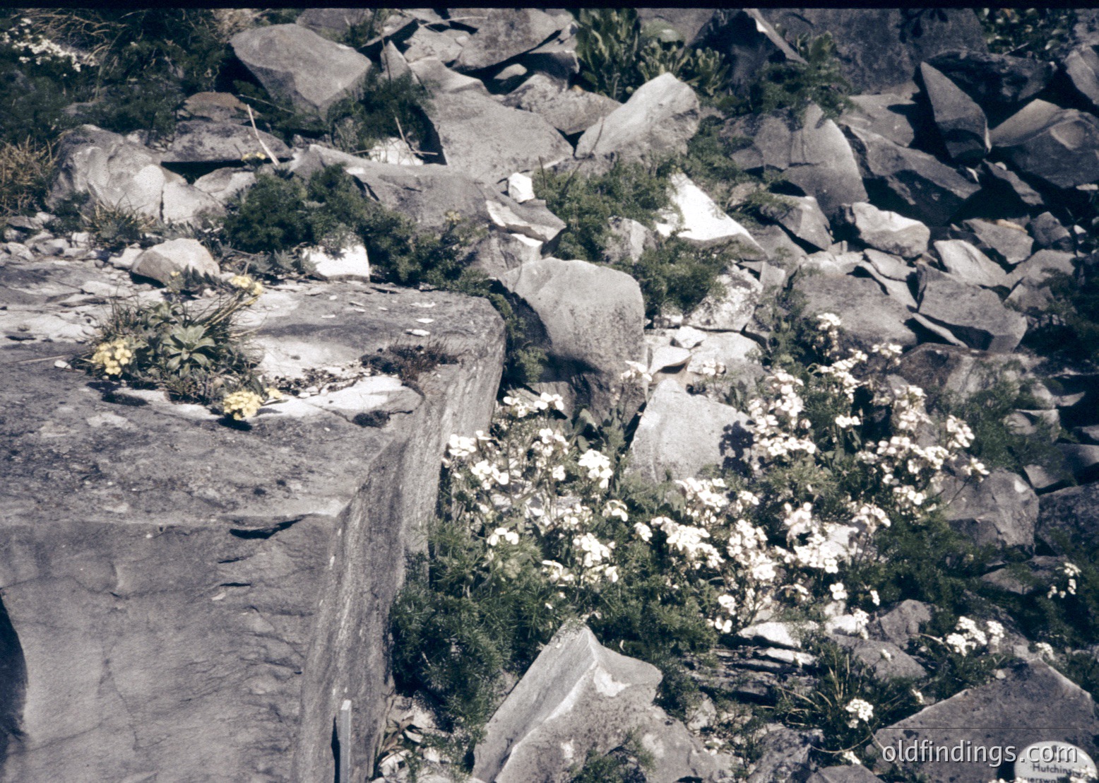 Rough-hewn stone ruins with sparse vegetation—likely remnants of ancient masonry. Overgrown with wildflowers and low shrubs, suggesting abandonment. Possible archaeological site in a rugged, mountainous region. Sepia-toned, indicating vintage or aged photograph.