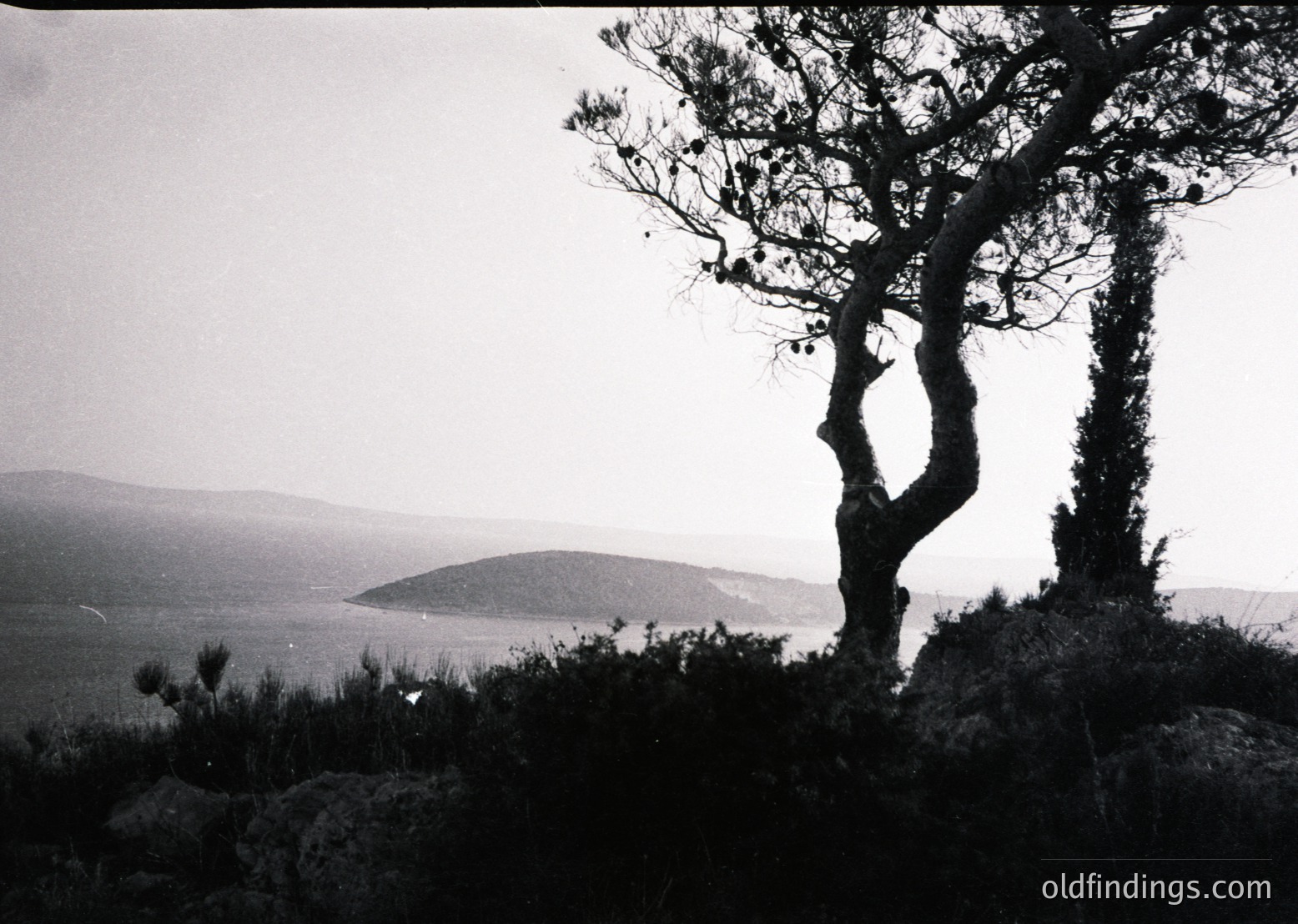 Mid-century black-and-white landscape featuring rugged coastal cliffs with twisted pine trees framing the view. Distant shoreline and rolling hills stretch into a hazy horizon. Evokes 1950s–1960s documentary photography style.