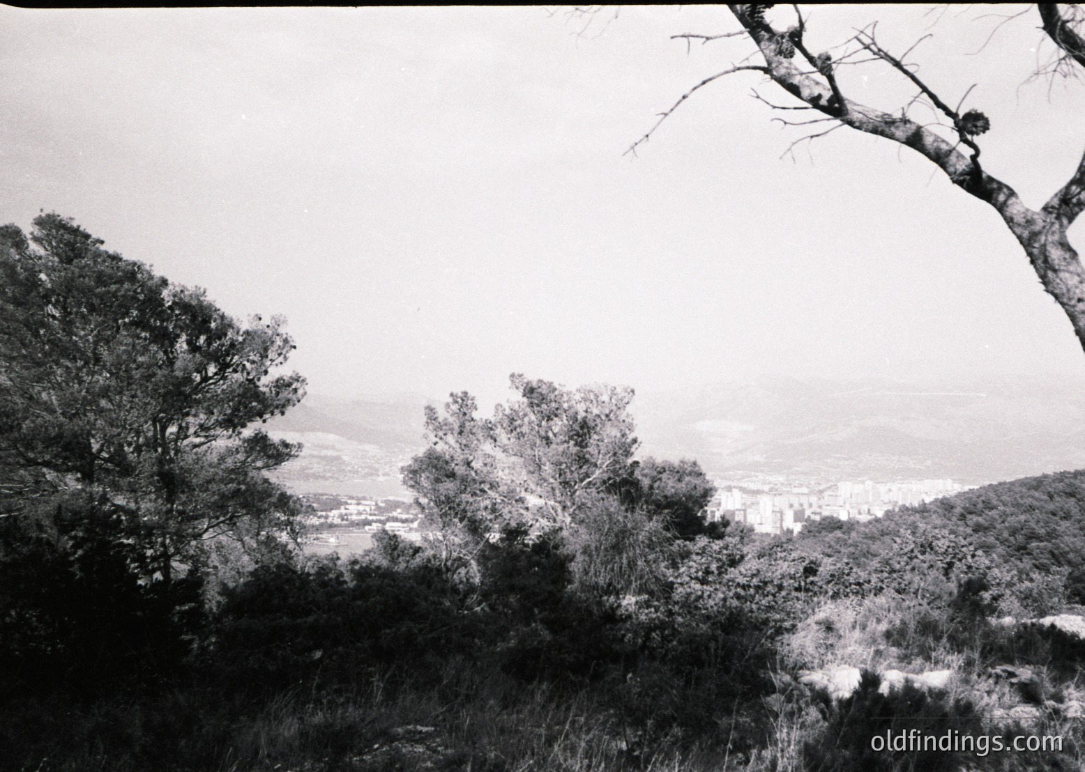 Vintage black-and-white landscape featuring sparse vegetation, rolling hills, and distant urban sprawl. Low-angle shot captures a lone tree branch framing the top right corner. Mid-20th century architectural style visible in background buildings. Evokes rural-to-urban transition era.